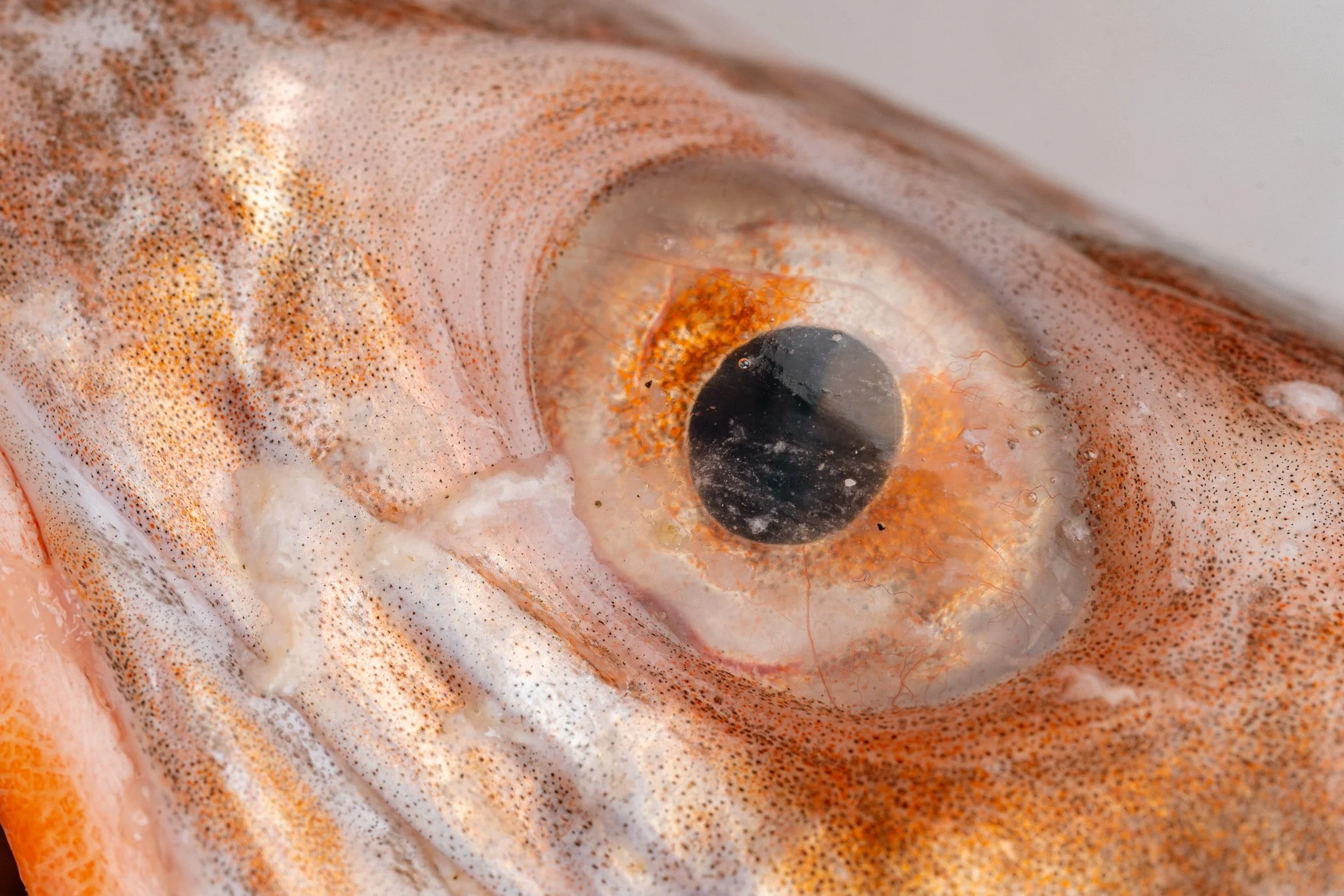 fotografia-producto-pescaderia-conagallas (6).jpg