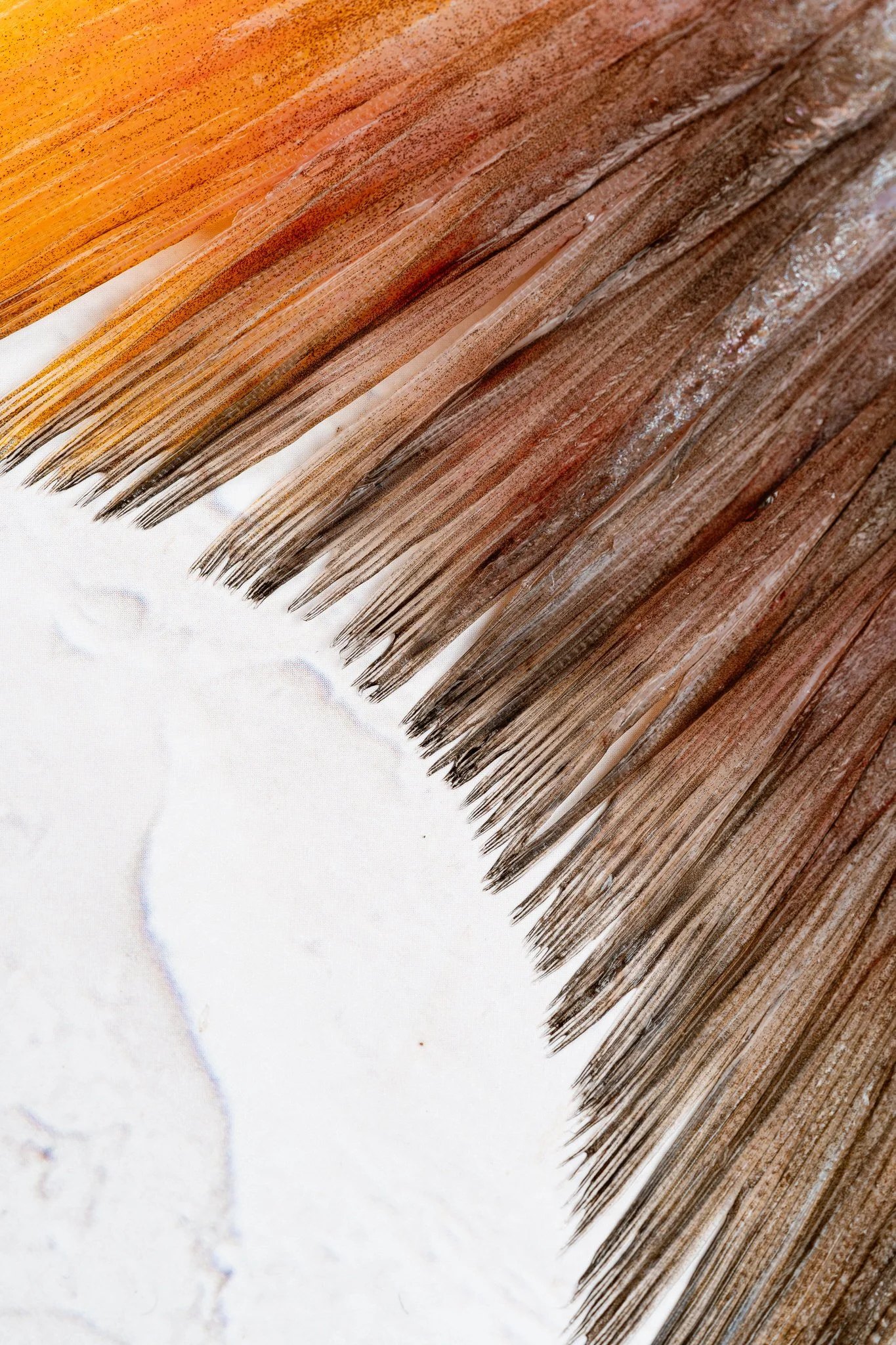 fotografia-producto-pescaderia-conagallas (29).jpg