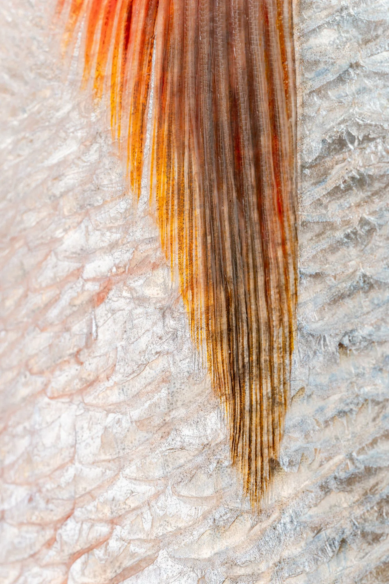 fotografia-producto-pescaderia-conagallas (31).jpg