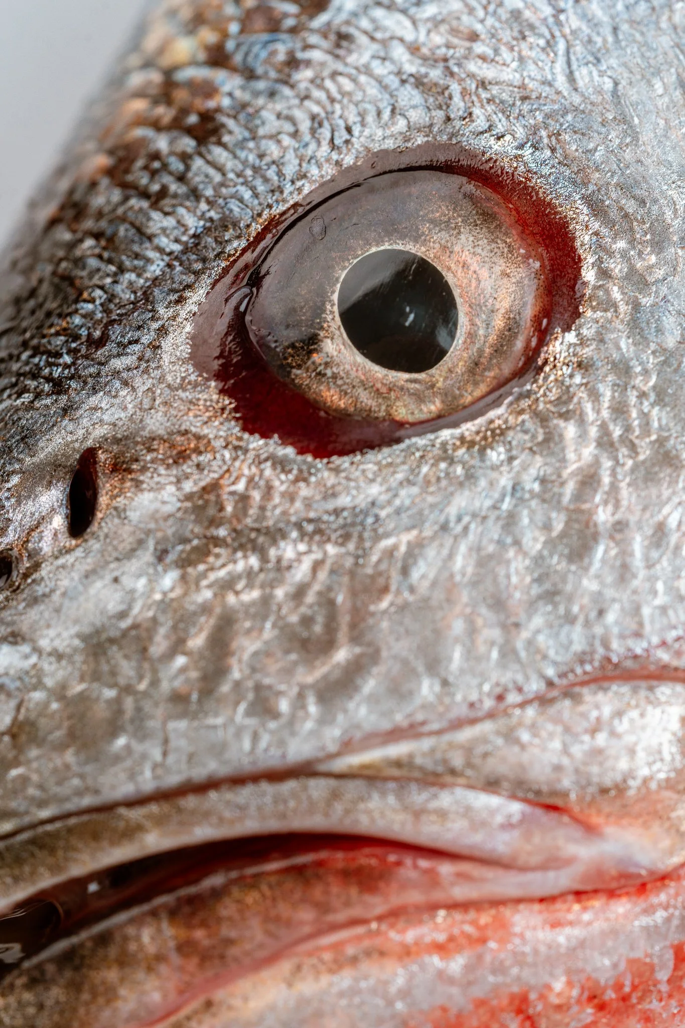 fotografia-producto-pescaderia-conagallas (34).jpg