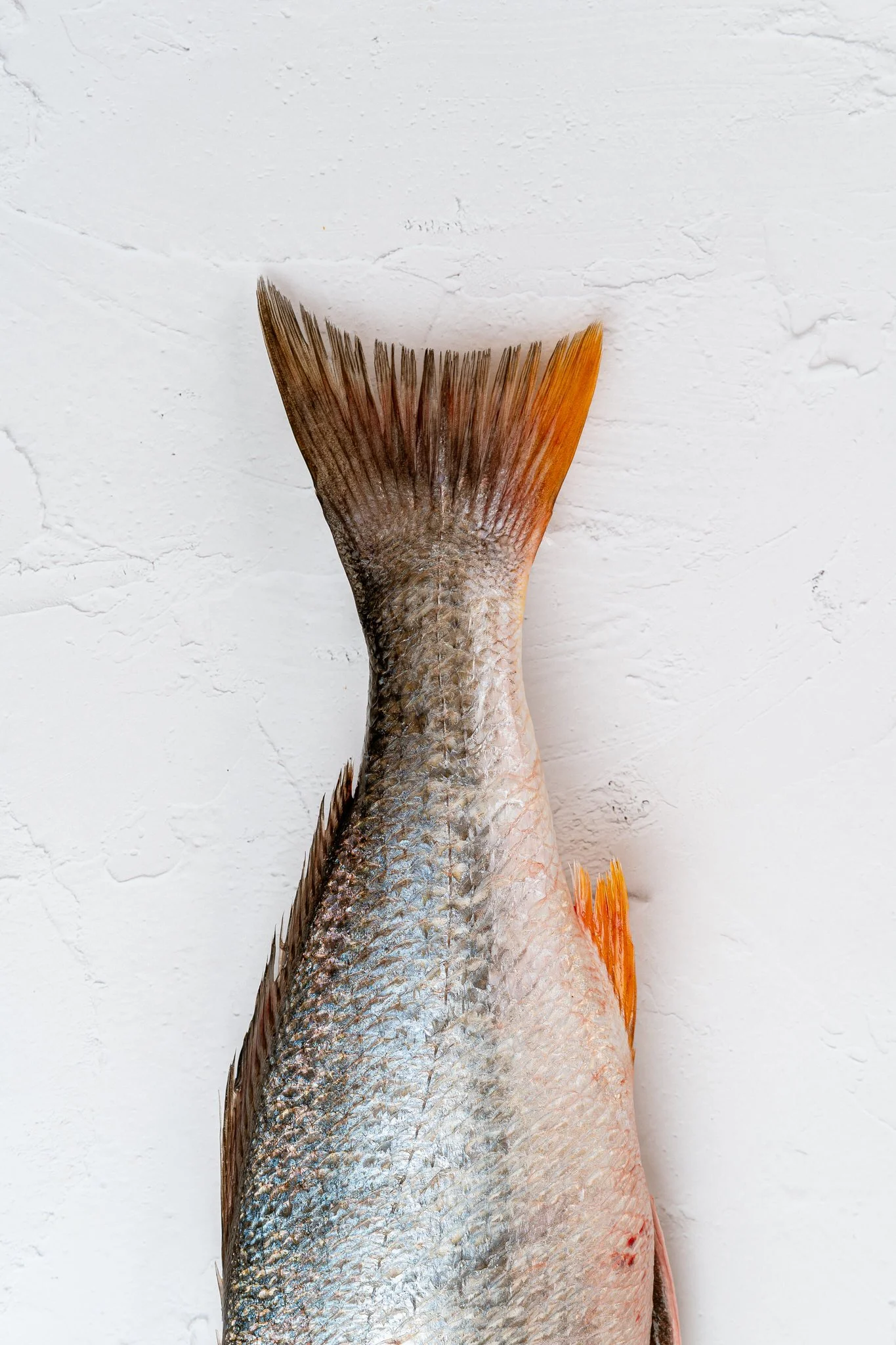 fotografia-producto-pescaderia-conagallas (32).jpg