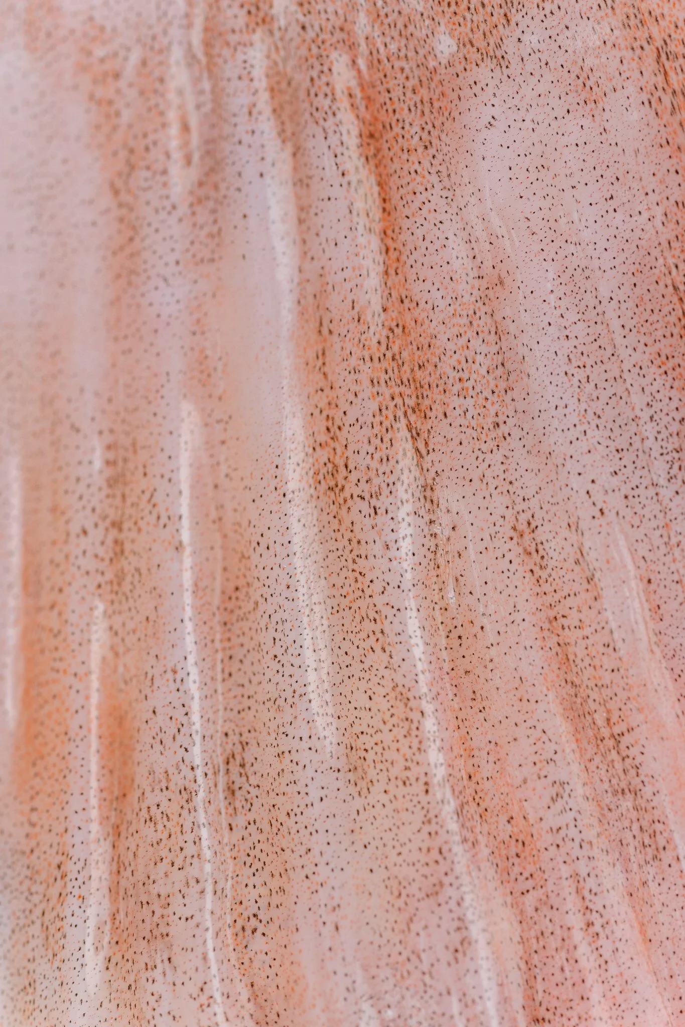 fotografia-producto-pescaderia-conagallas (7).jpg