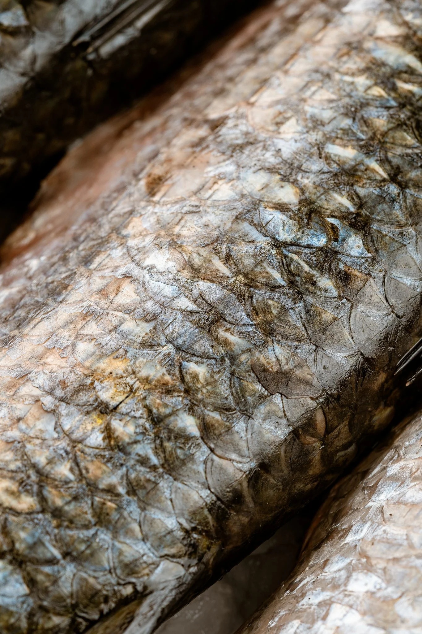 fotografia-producto-pescaderia-conagallas (49).jpg