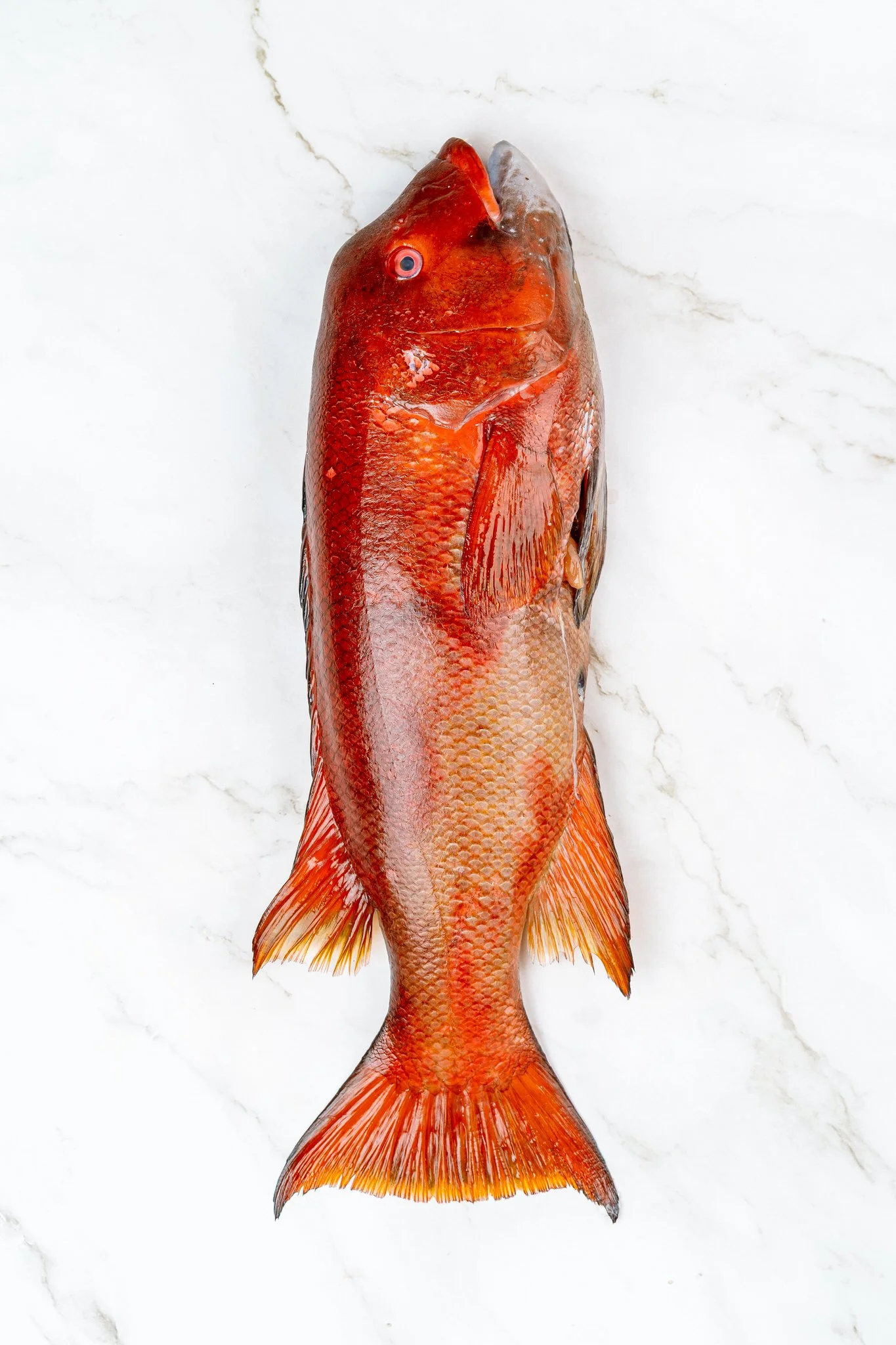 fotografia-producto-pescaderia-conagallas (59).jpg