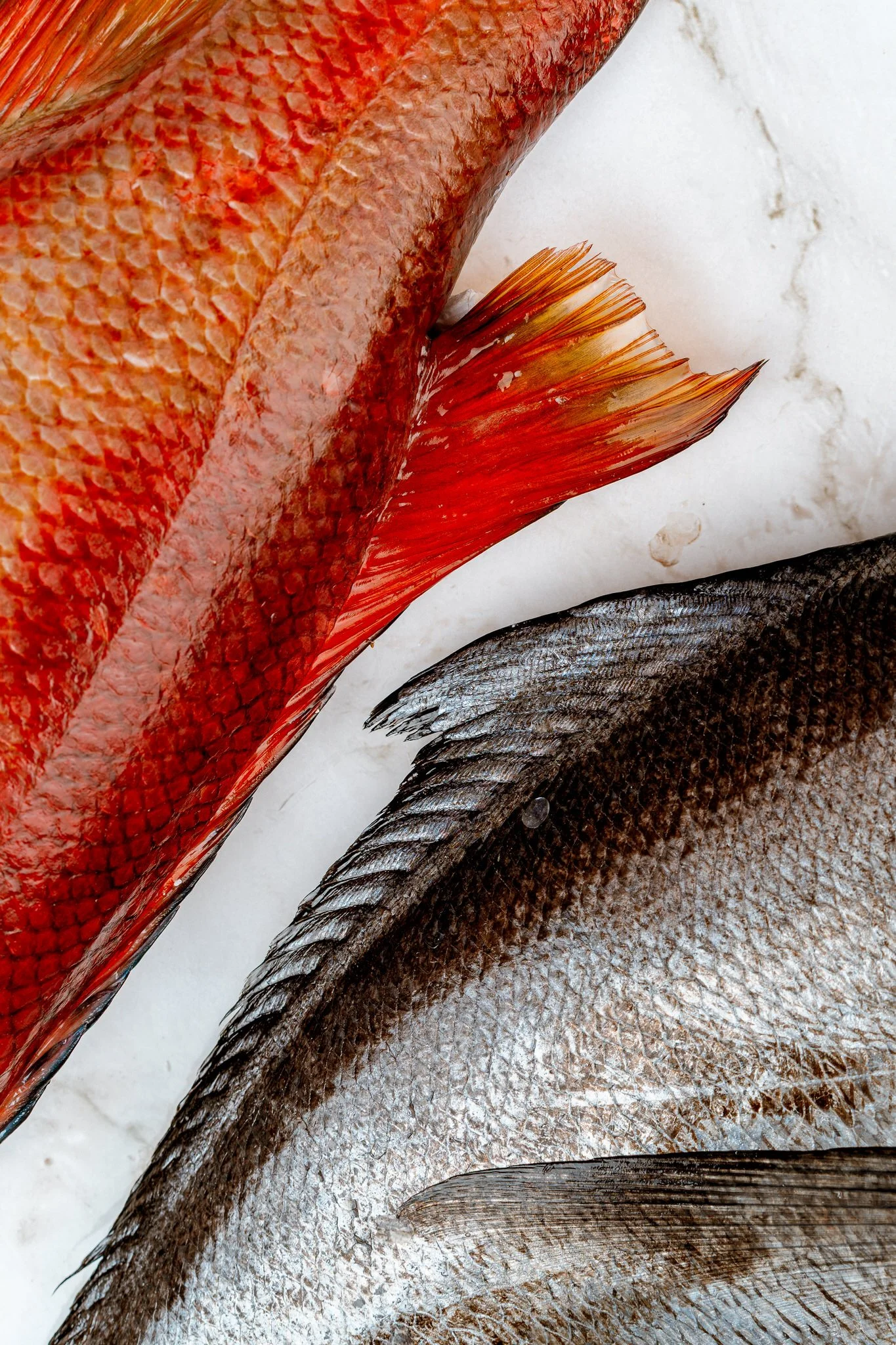 fotografia-producto-pescaderia-conagallas (62).jpg