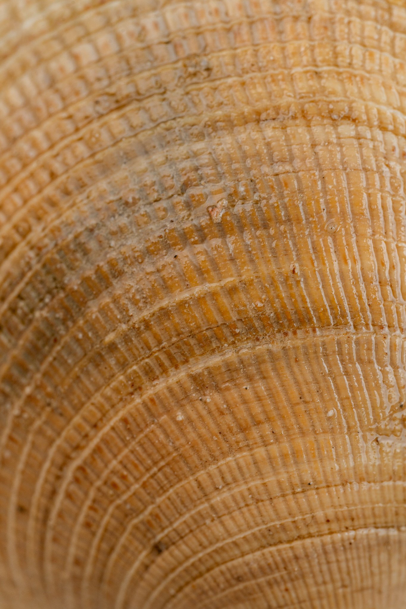 fotografia-producto-pescaderia-conagallas (10).jpg