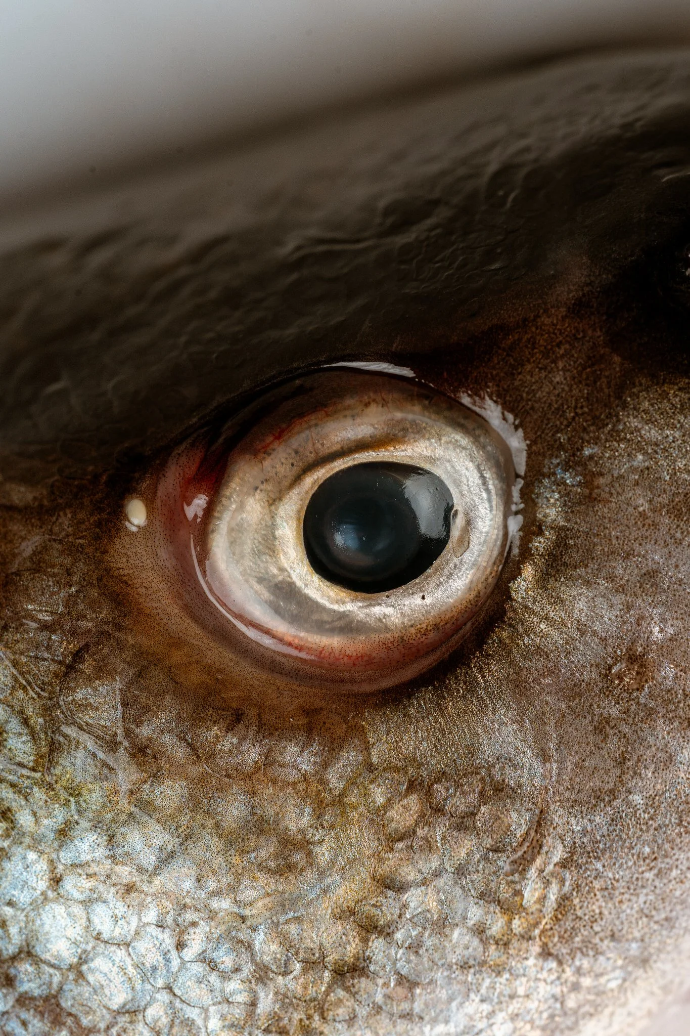 fotografia-producto-pescaderia-conagallas (56).jpg