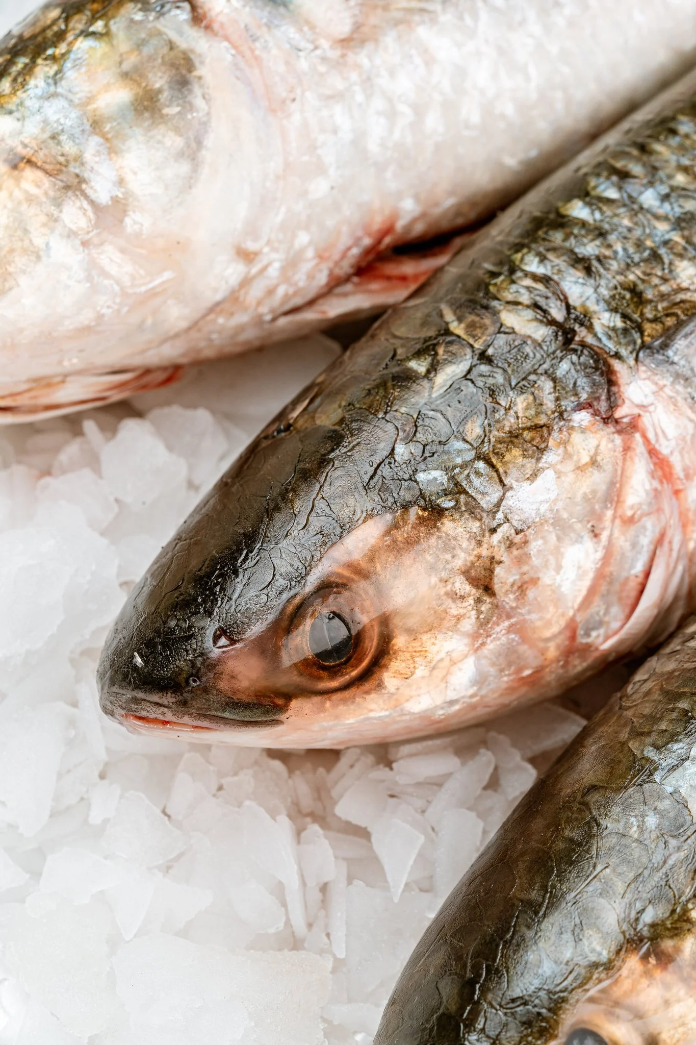 fotografia-producto-pescaderia-conagallas (50).jpg