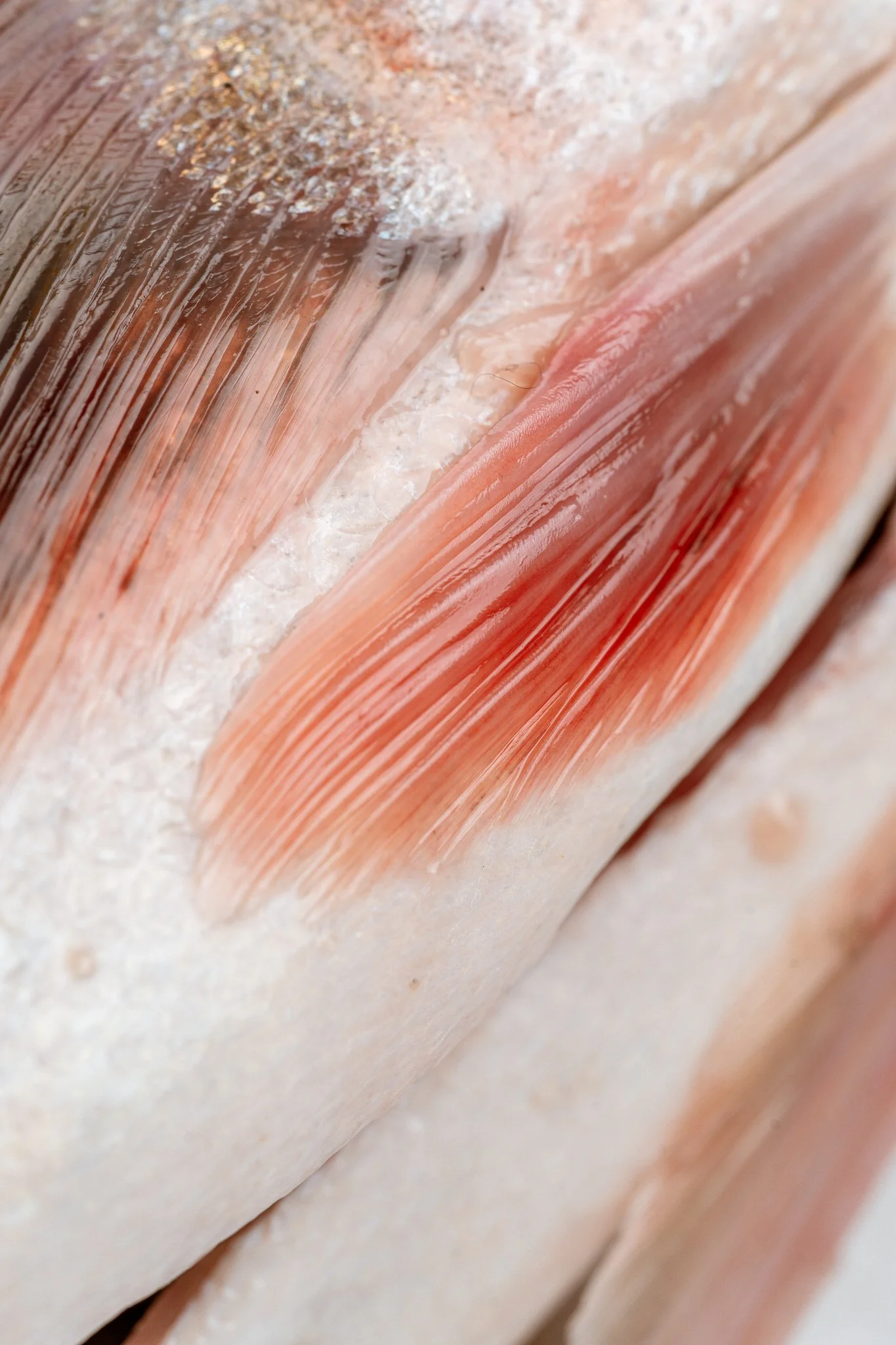 fotografia-producto-pescaderia-conagallas (55).jpg