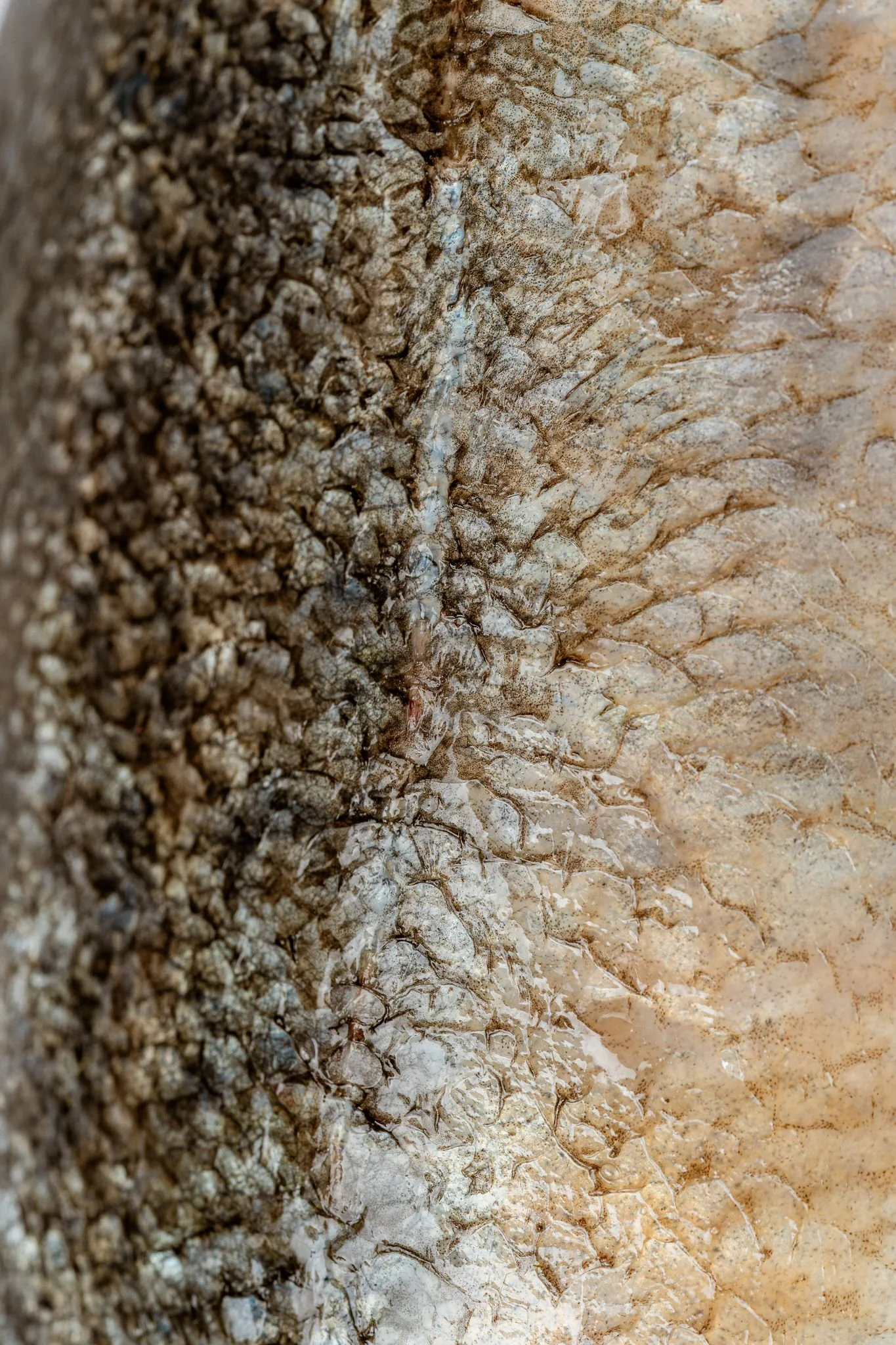 fotografia-producto-pescaderia-conagallas (67).jpg