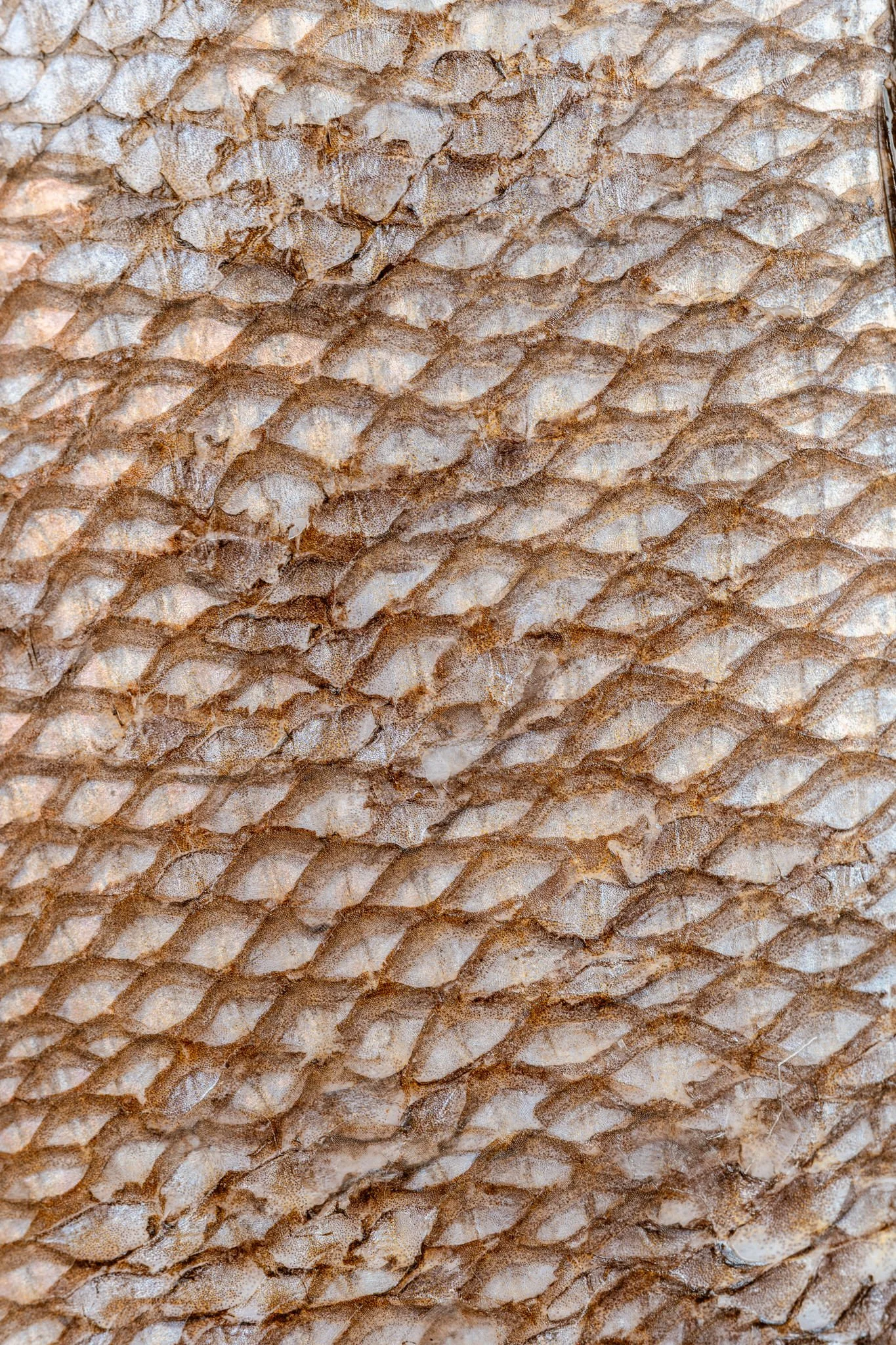 fotografia-producto-pescaderia-conagallas (26).jpg