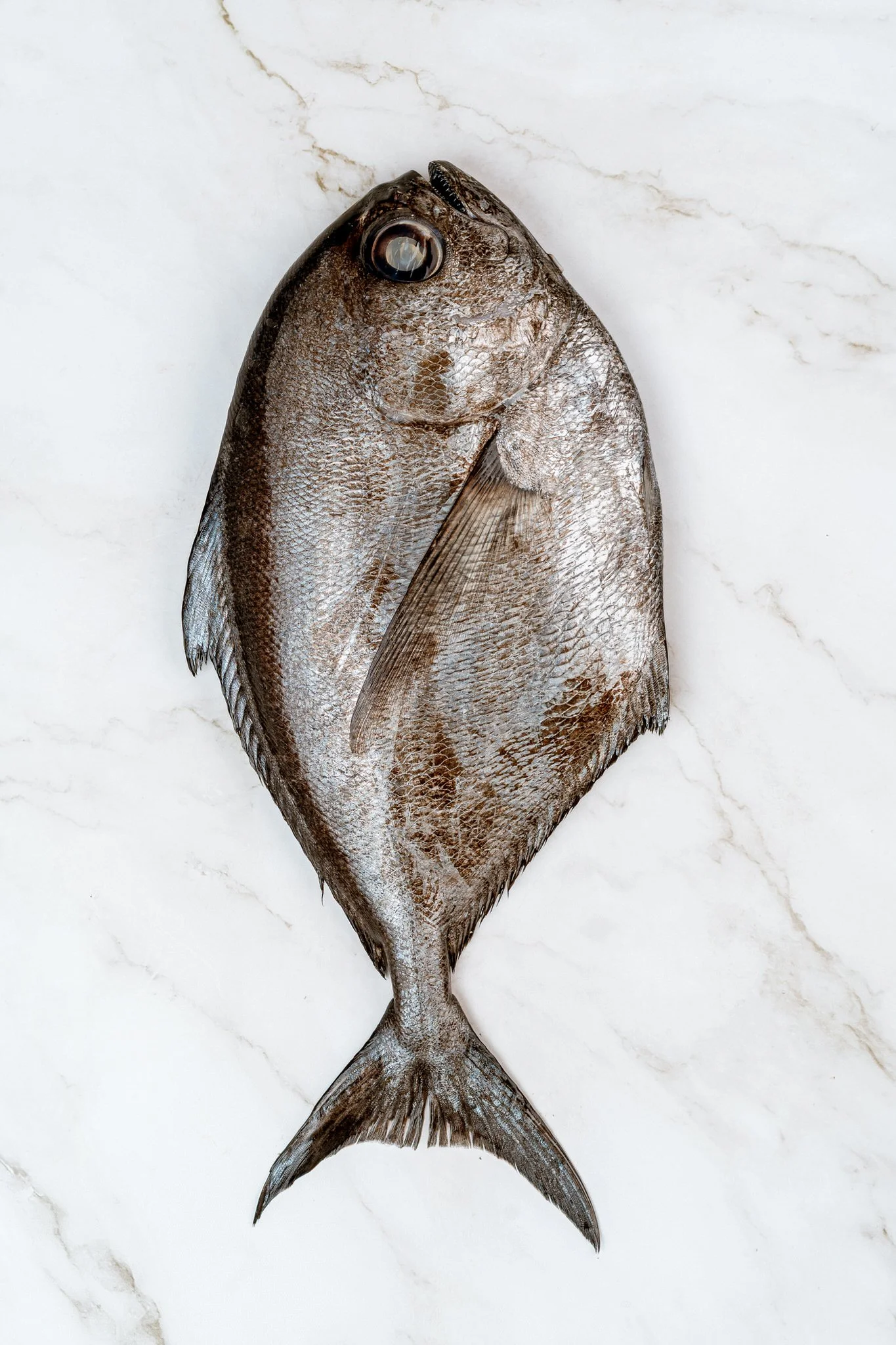 fotografia-producto-pescaderia-conagallas (63).jpg