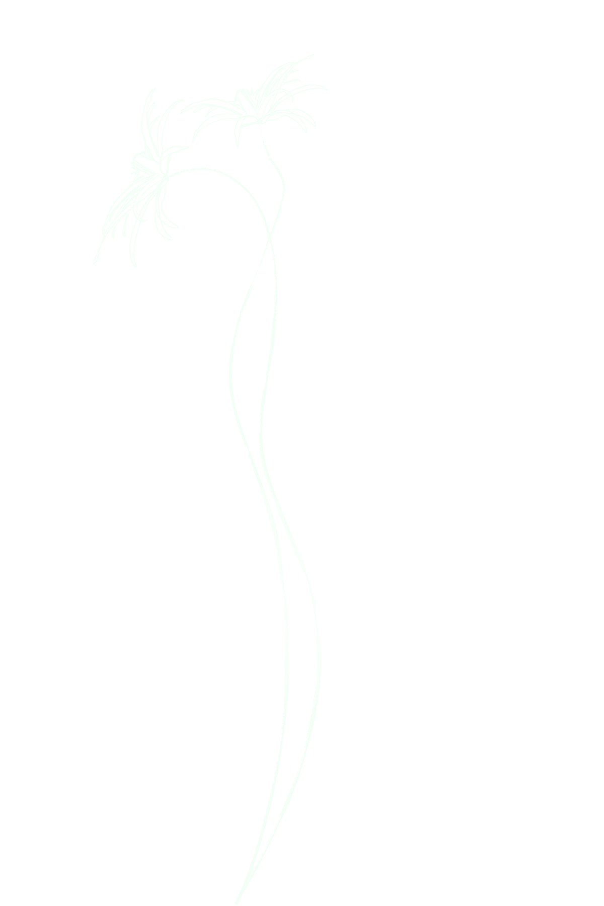 A stylized line drawing of a flower with long, curved petals and elongated leaves on a black background.