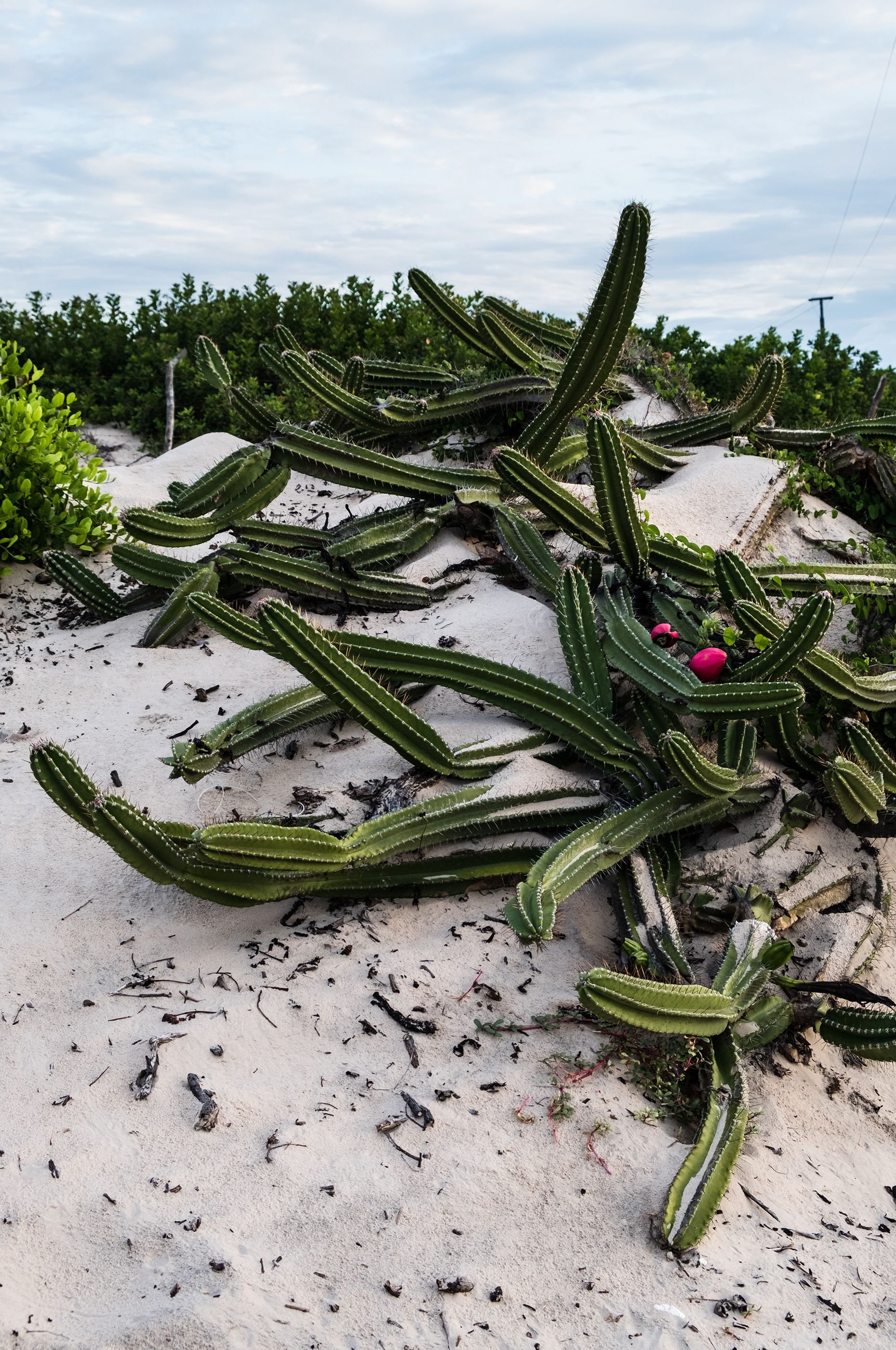 467-la-ferme-de-georges-neighborhood-dunes-cacti_EXPLOY.jpg