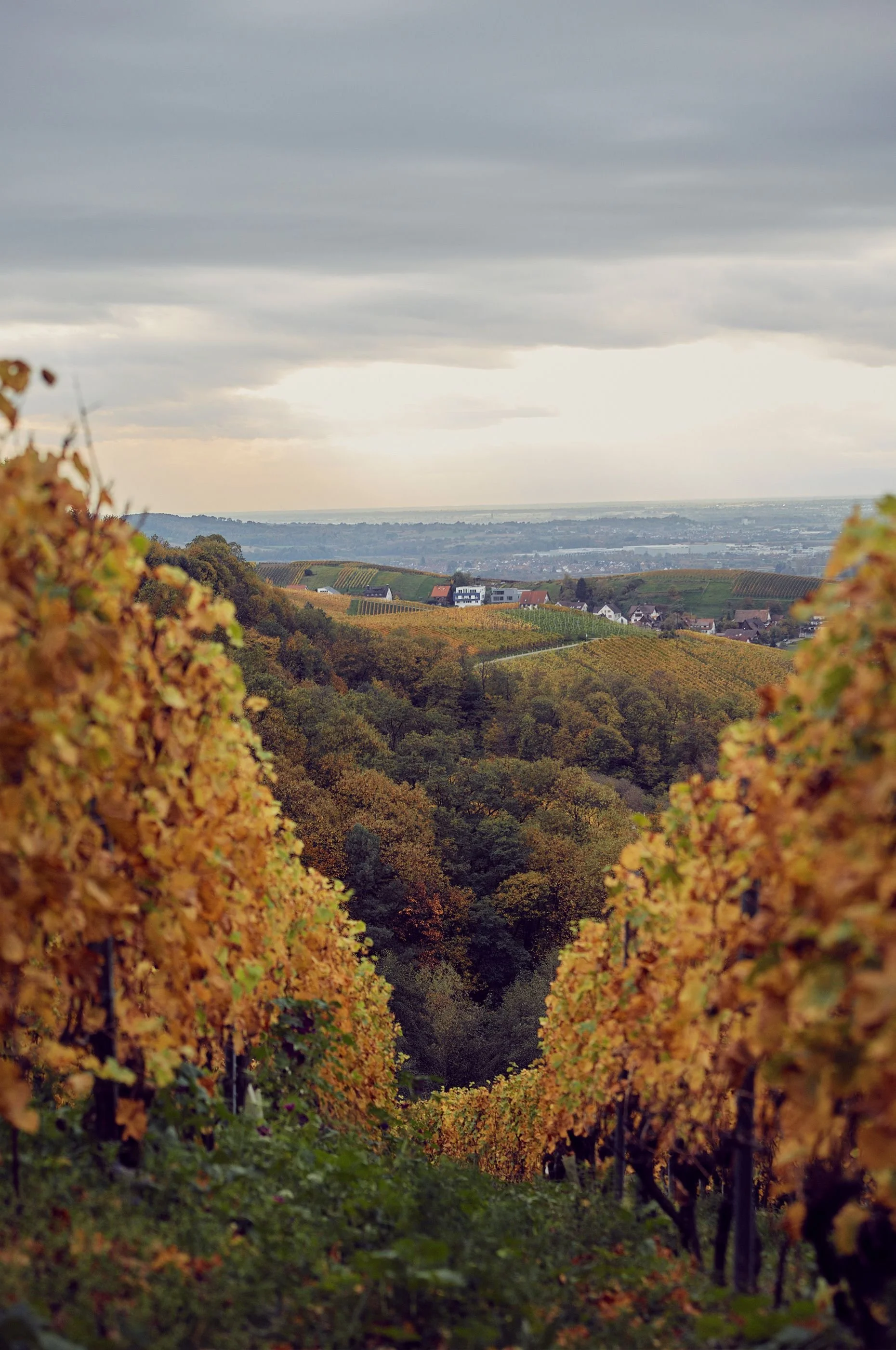 502-hotel-liberty-neighborhood-landscape-wine-field-by-autumn-made-by-originals_EXPLOY.jpg