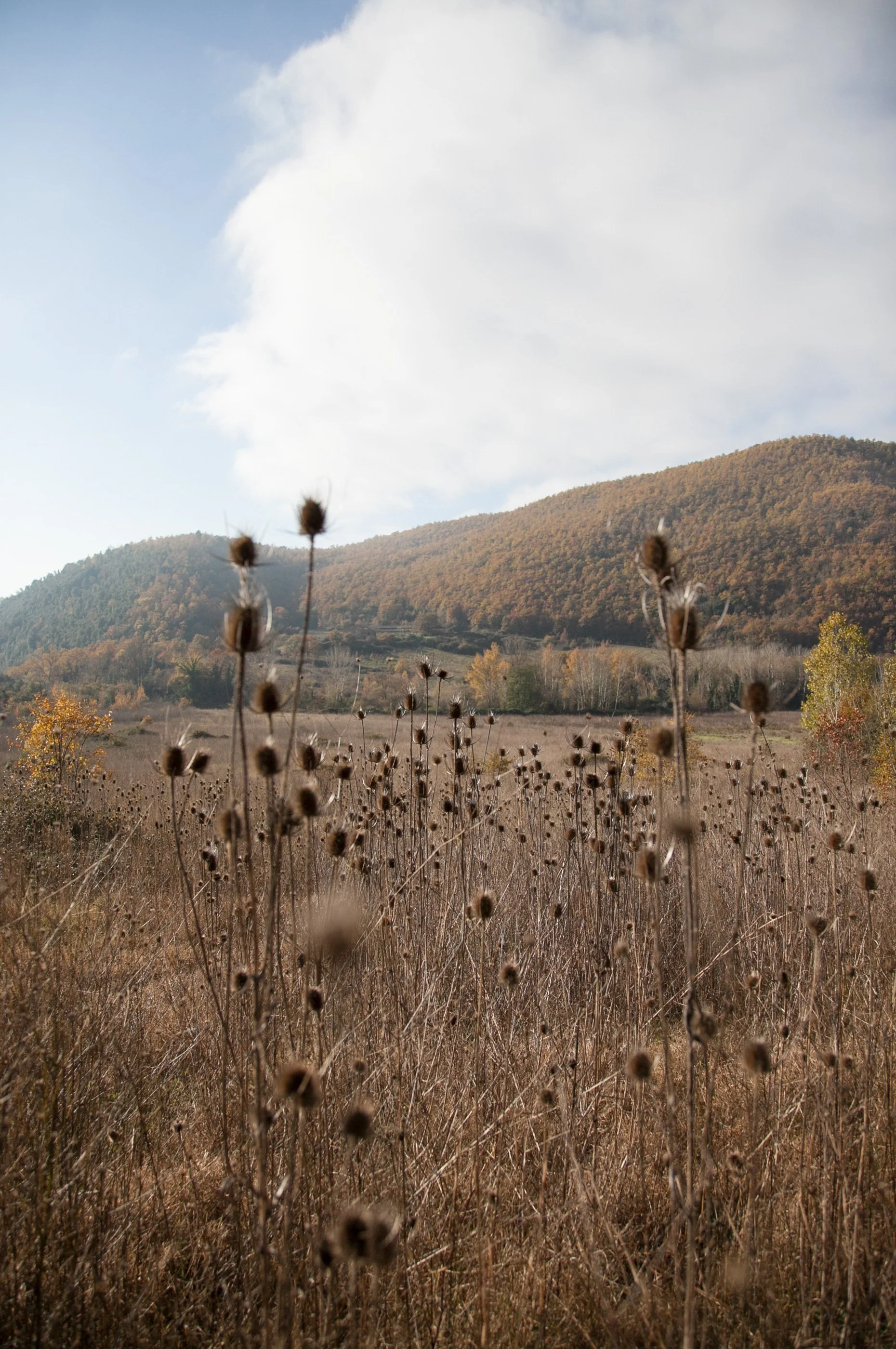 dry-flowers-landscape-eremito-original-experiences-310_EXPLOY.jpg