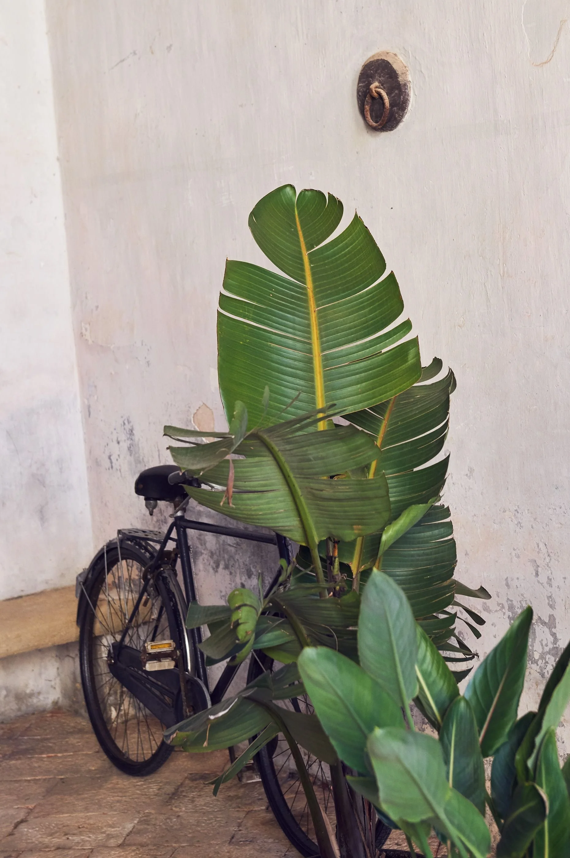420-palazzo-daniele-bike-plants-made-by-originals-NEW_EXPLOY.jpg