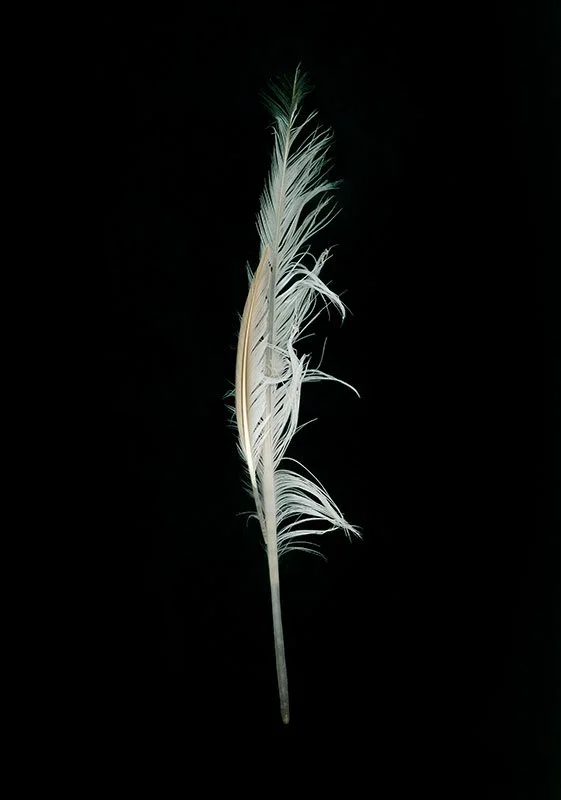 image01668 print.jpg