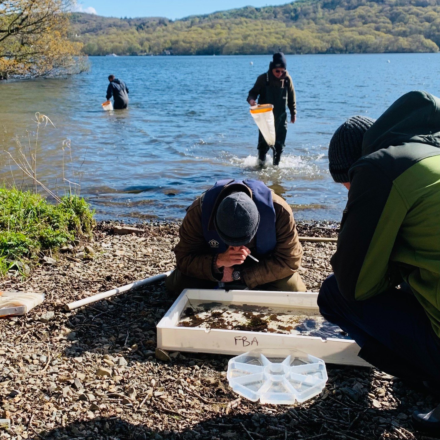 A beautiful day for some bankside sorting after kick sampling in Windermere as part of the @freshwaterbiological Sampling and Identifying Freshwater Invertebrates course last week led by John Davy-Bowker.

The next collection and identification cours