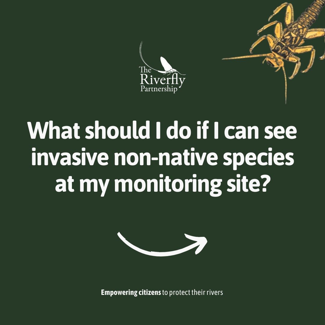 #InvasiveSpeciesWeek 

So, what should you do if you see invasive non-native species whilst out riverfly monitoring?

If you recognise an invasive non-native species while sampling, you should report it to your co-ordinator. 
Take photos so that the 