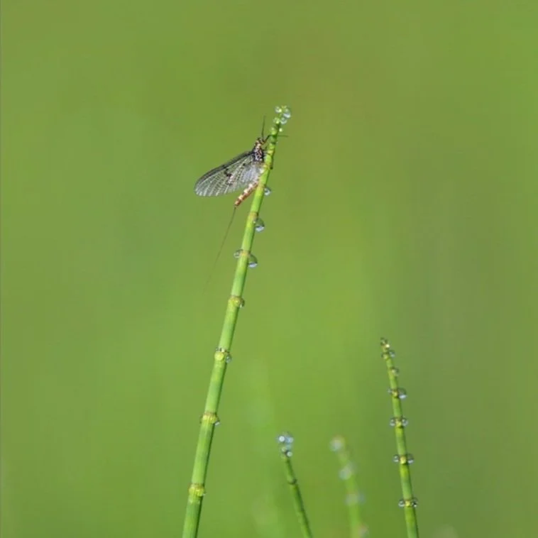 Riverfly Photography Competition