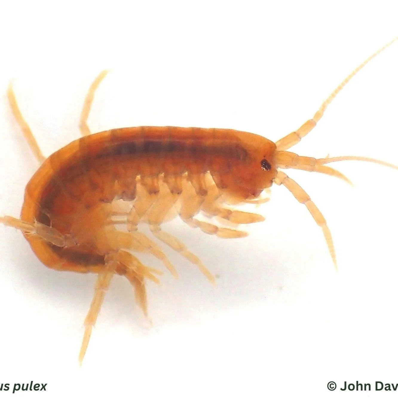 A note on freshwater shrimp