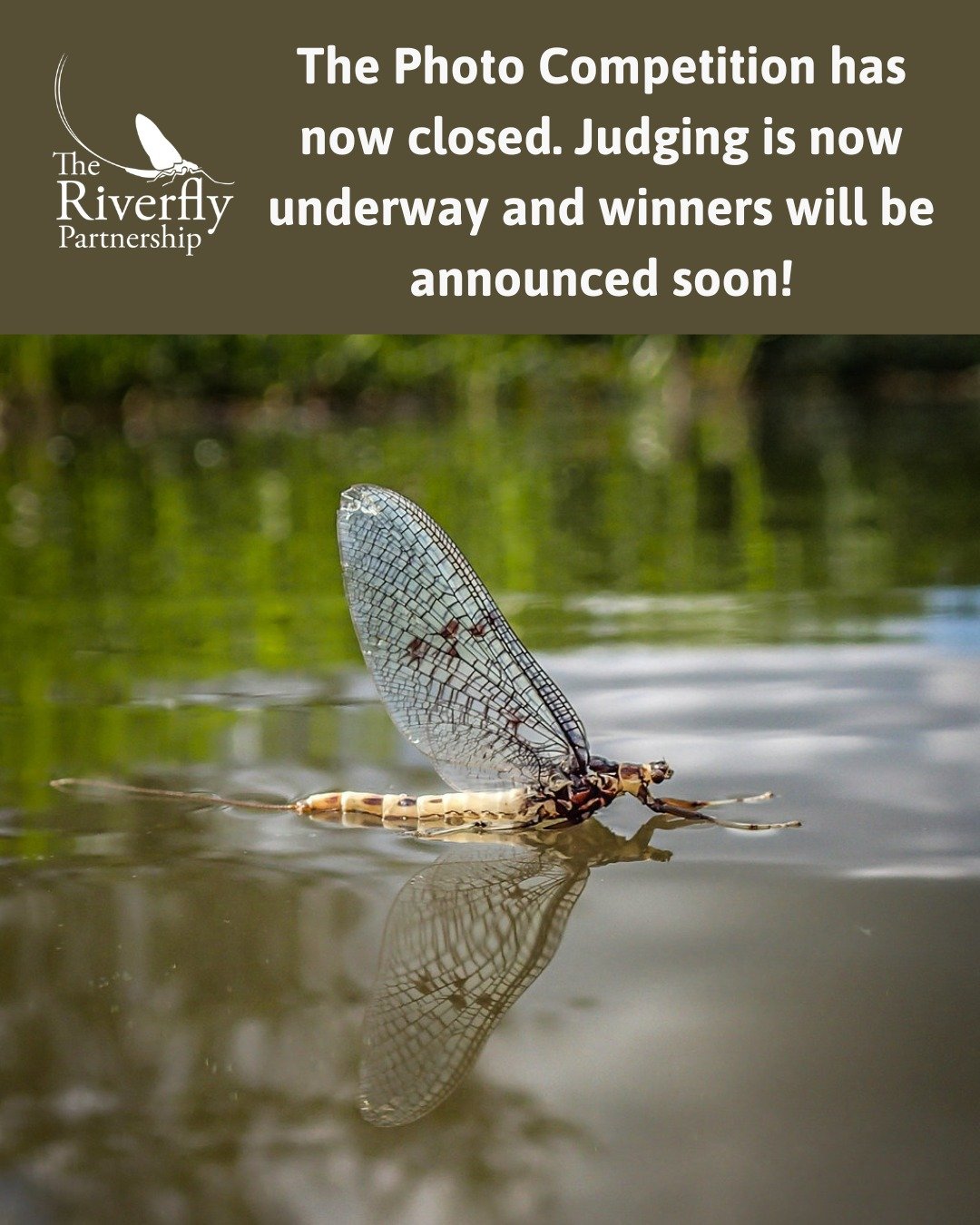 📢 The Photo Competition is now closed! 📢

Thank you to all those that entered, we have received some fantastic photos of our beautiful Riverflies. 📷

Entries are being judged by the Freshwater Biological Association Executive Director Simon Johnso