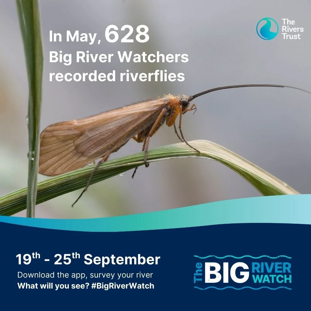 📢 Big River Watch starts today!

Download the free app, spend 15 minutes by your local river, and complete the short survey to tell the Rivers Trust what you see.

Wildlife, plants, barriers, water colour, and pollution. Every sighting matters.

Get