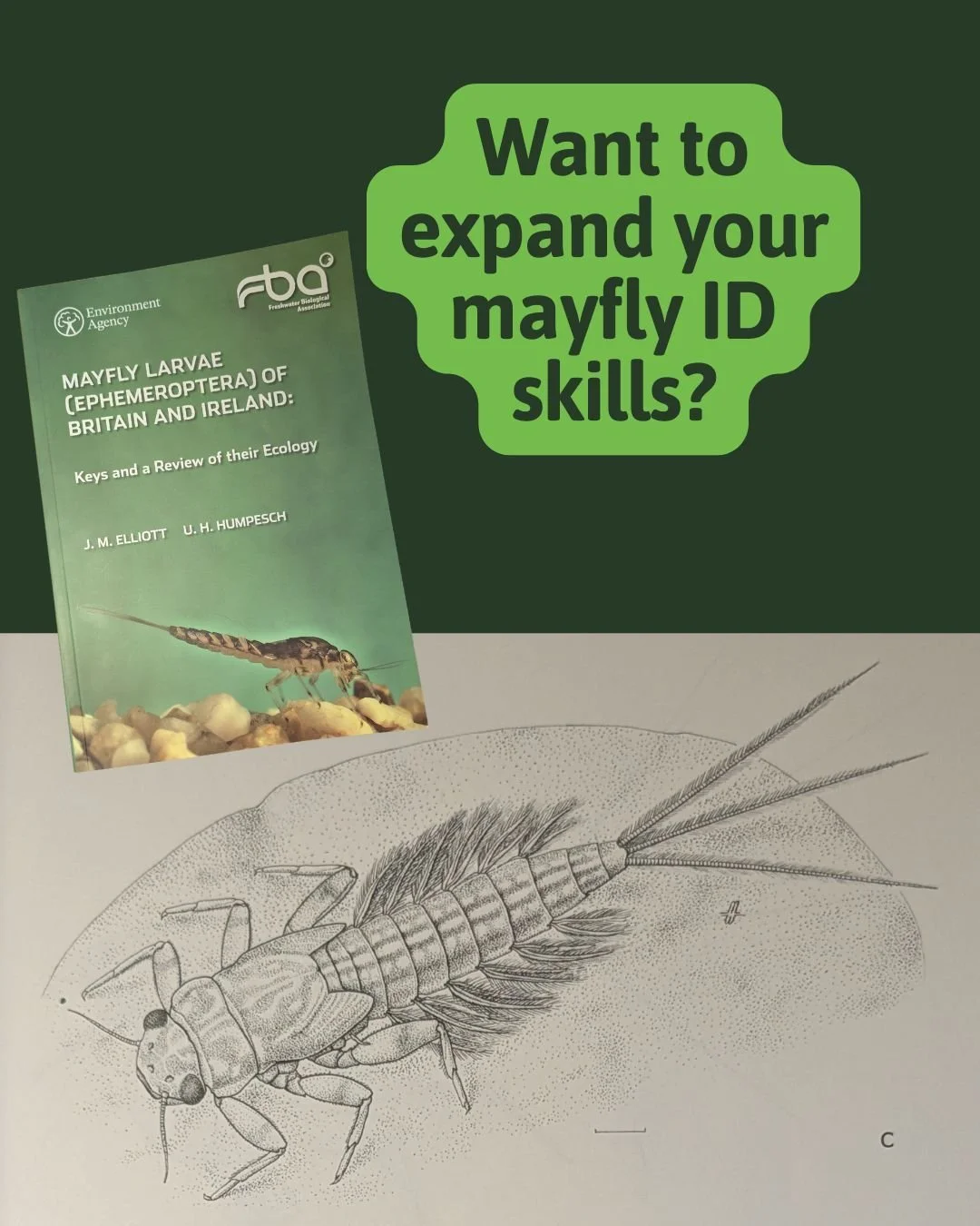 🪶 Want to expand your mayfly ID skills?

If you&rsquo;ve ever found yourself wondering &ldquo;Which mayfly is that?&rdquo; while sampling, this book is for you 👇

📘 Mayfly Larvae (Ephemeroptera) of Britain and Ireland: Keys and a Review of their E