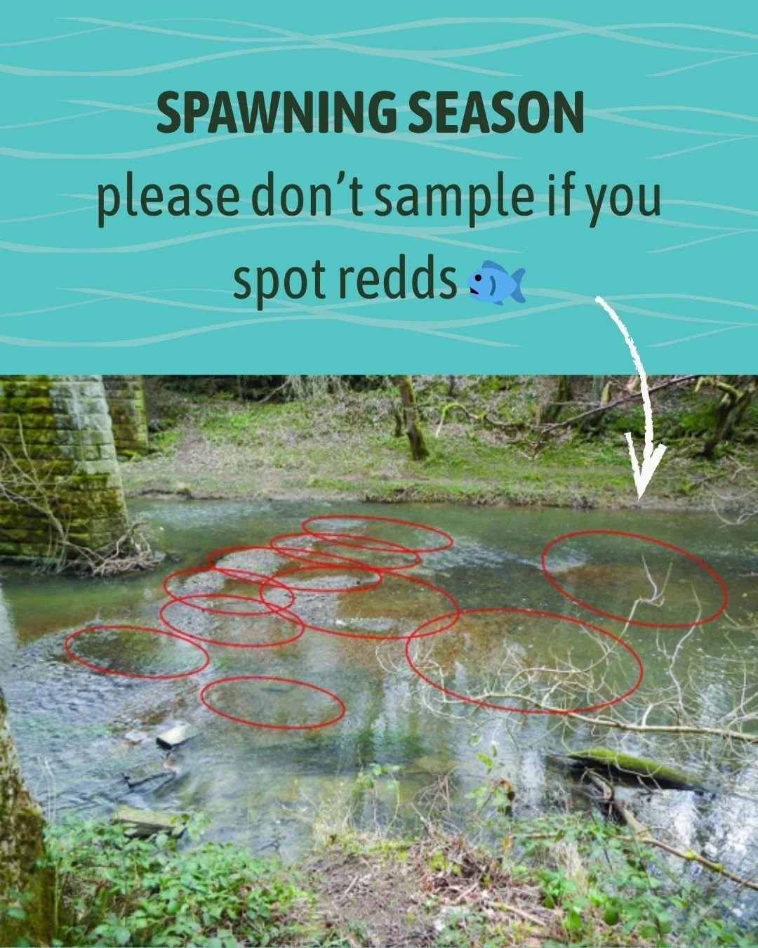 🐟 Spawning season reminder!

Now we've moved into autumn, salmon and trout are beginning to spawn - usually between October and January.

If you are out riverfly sampling, please keep an eye out for redds (shallow gravel depressions where trout and 