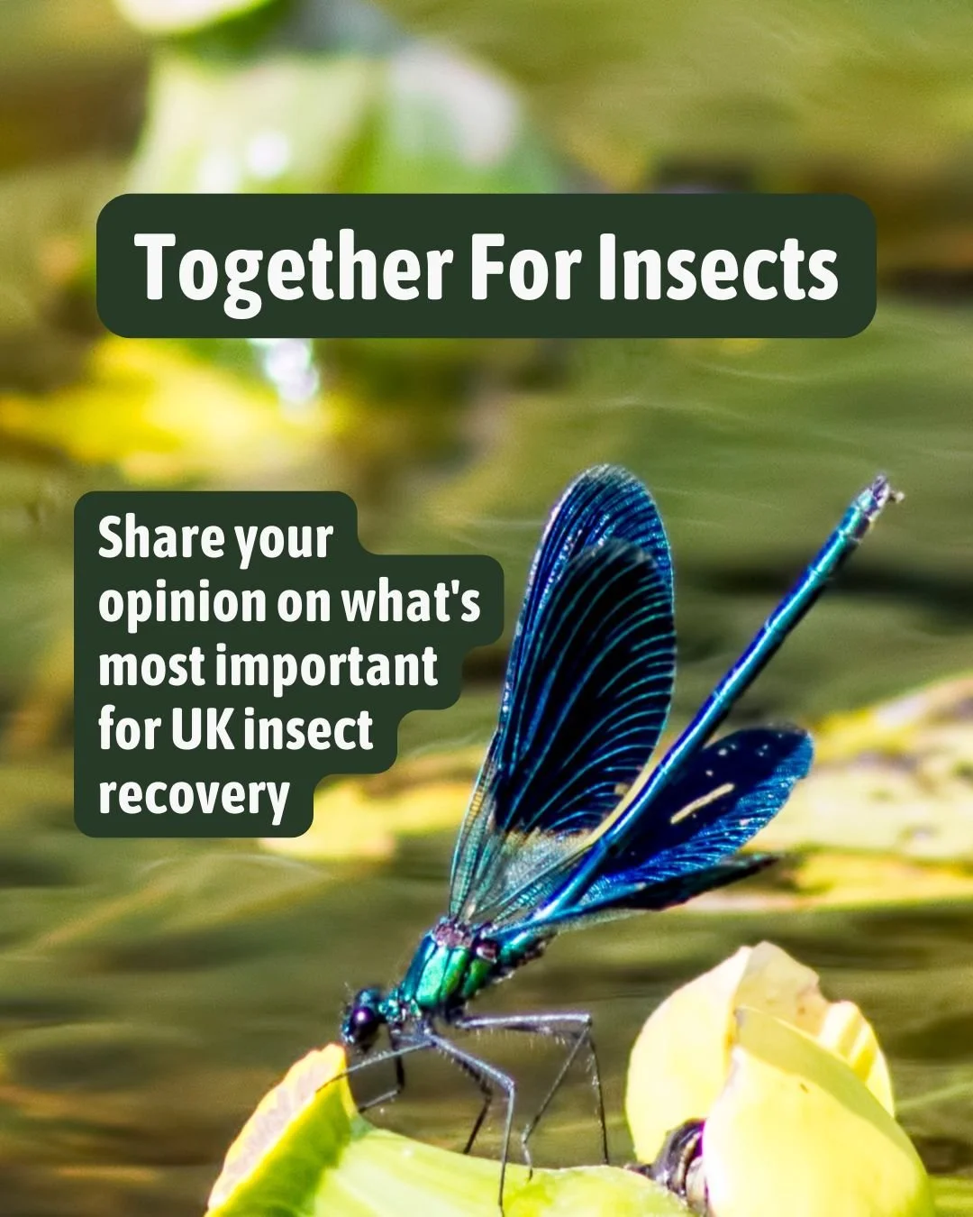 The Big Insect Rescue Plan is here! ð
Following last month’s Wild Summit, organisations have joined forces to halt UK insect declines, and now they want to hear from you.ððĶ
Take the short survey before the end of the month to share your th