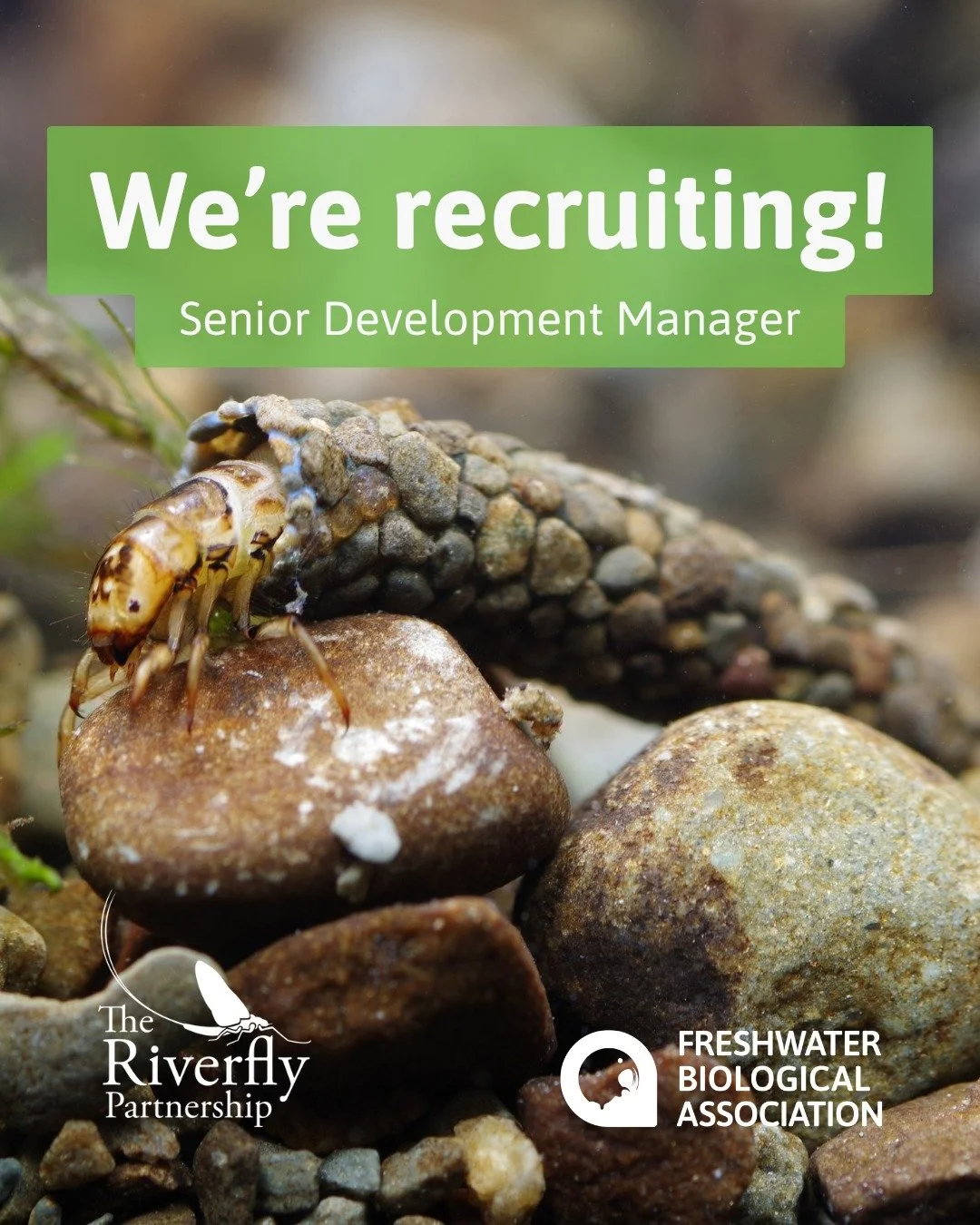 📣We're recruiting! Want to make a real impact on freshwater conservation across the UK?

The Riverfly Partnership, hosted by the Freshwater Biological Association, is looking for a Senior Development Manager to help grow sustainable funding, build s
