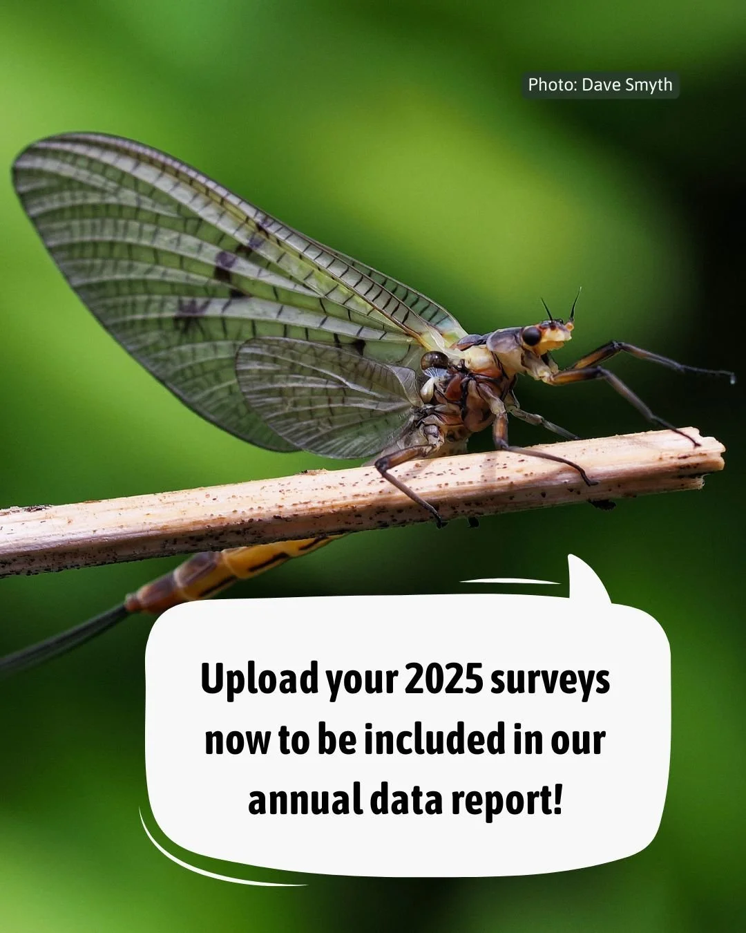 📢 Reminder for Riverfly monitors

Make sure all your 2025 Riverfly surveys are uploaded and approved on Cartographer.

📊 Data will be downloaded on 15th January and only approved data will be included in the 2025 annual report.

Every record counts
