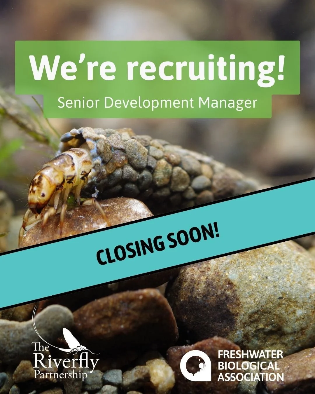 Interested in becoming the new Senior Development Manager for the Riverfly Partnership?

📄 The job application deadline is Sunday 18th January - apply now! 💻

Link in bio!