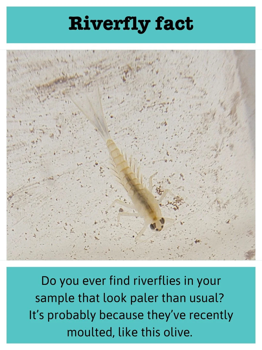 When volunteers at @warwickshirewt found this riverfly in their sample, they asked us for ID help. This is a ghostly pale olive (family Baetidae) &ndash; the reason it's that colour is because it's recently moulted. Riverfly larvae go through a numbe