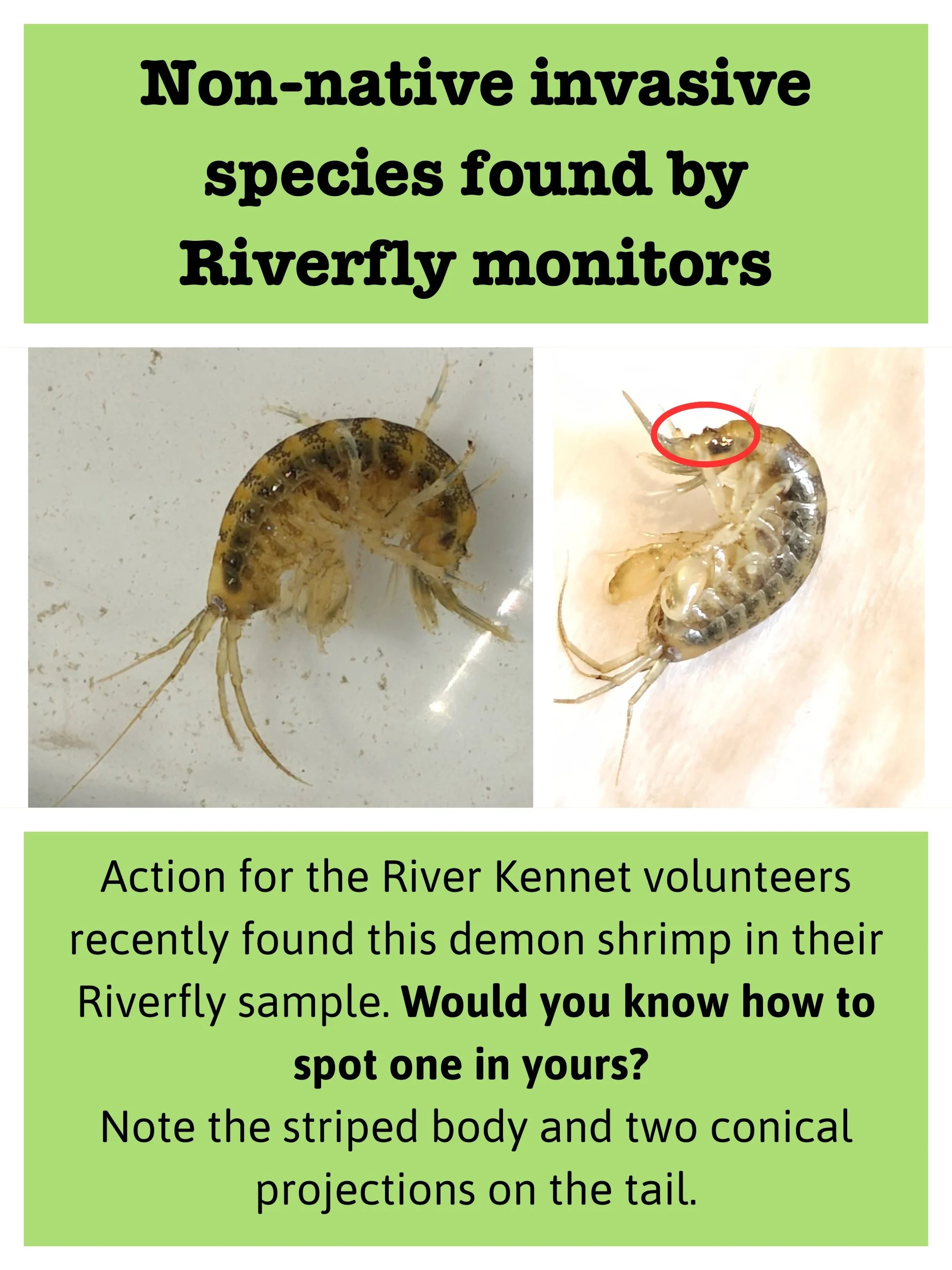 These photos, taken by Action for the @riverkennet volunteer John Sharpe, were shared with the Environment Agency, who confirmed that this was the first demon shrimp (Dikerogammarus haemobaphes) to be recorded on the Holy Brook, Reading. Well done to