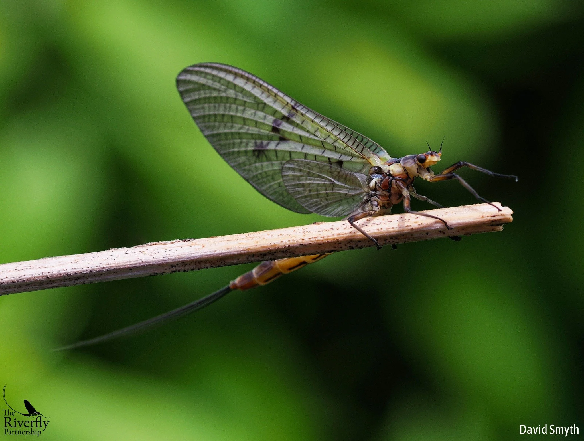 Did you know its #InsectWeek over at the Royal Entomological Society? You can have a look at all the wonderful resources and events they are holding at https://www.royensoc.co.uk/insectweek-city-hubs/

Photo Credit: David Smyth 2025 Riverfly Photo Co