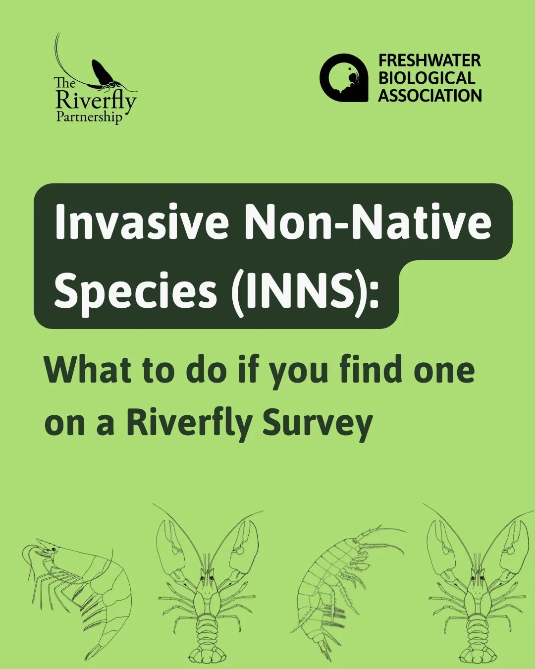 Out on a Riverfly survey and spotted something that doesn't look quite native? Swipe through for the species to watch for and &mdash; more importantly &mdash; exactly what to do about it.&nbsp;

The short version: don't touch, move or trap it. Photog
