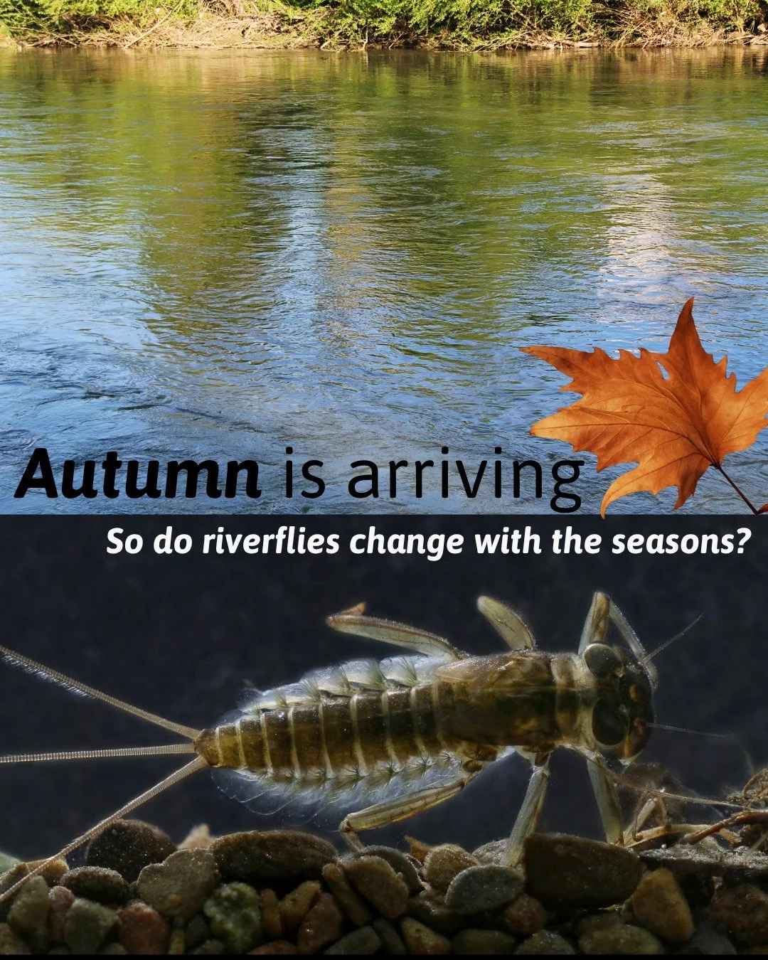 🍂 The autumn equinox is here.

As the days become shorter and temperatures begin to drop, our rivers are changing too &ndash; for riverflies, this is also a time of seasonal transition.

Late summer and early autumn can naturally bring lower numbers