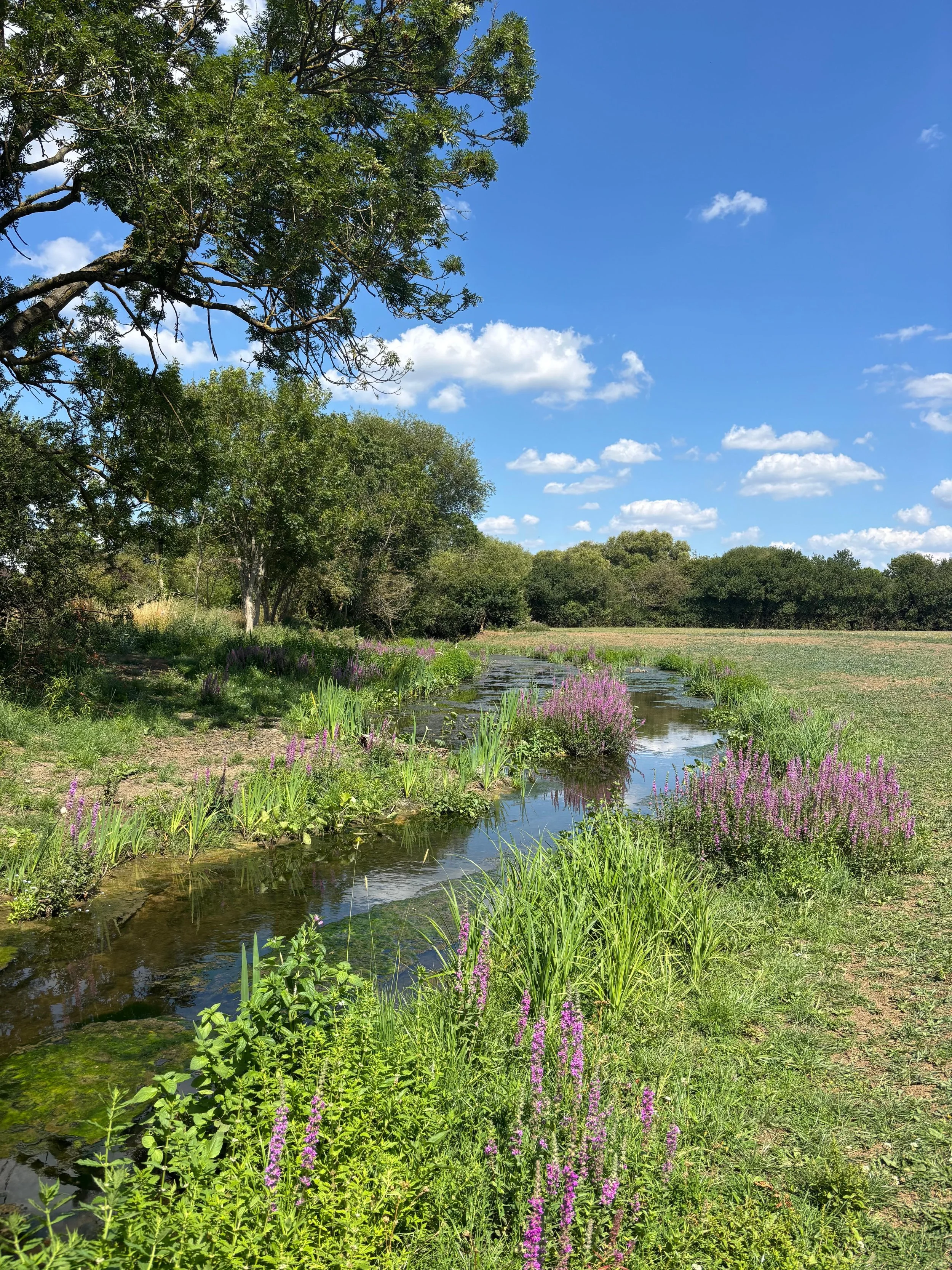 River in Spider Park
