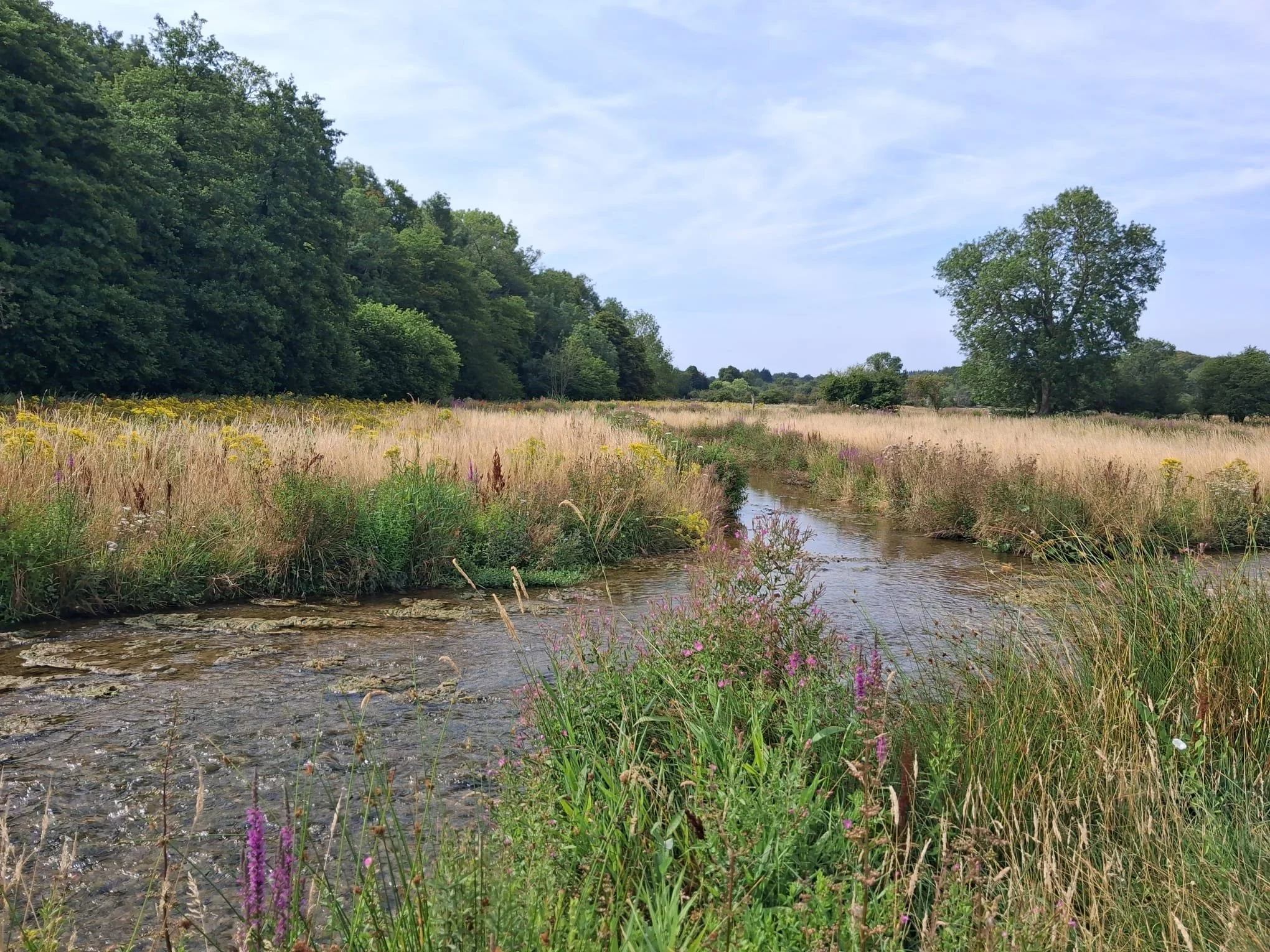Restored section of the River Beane