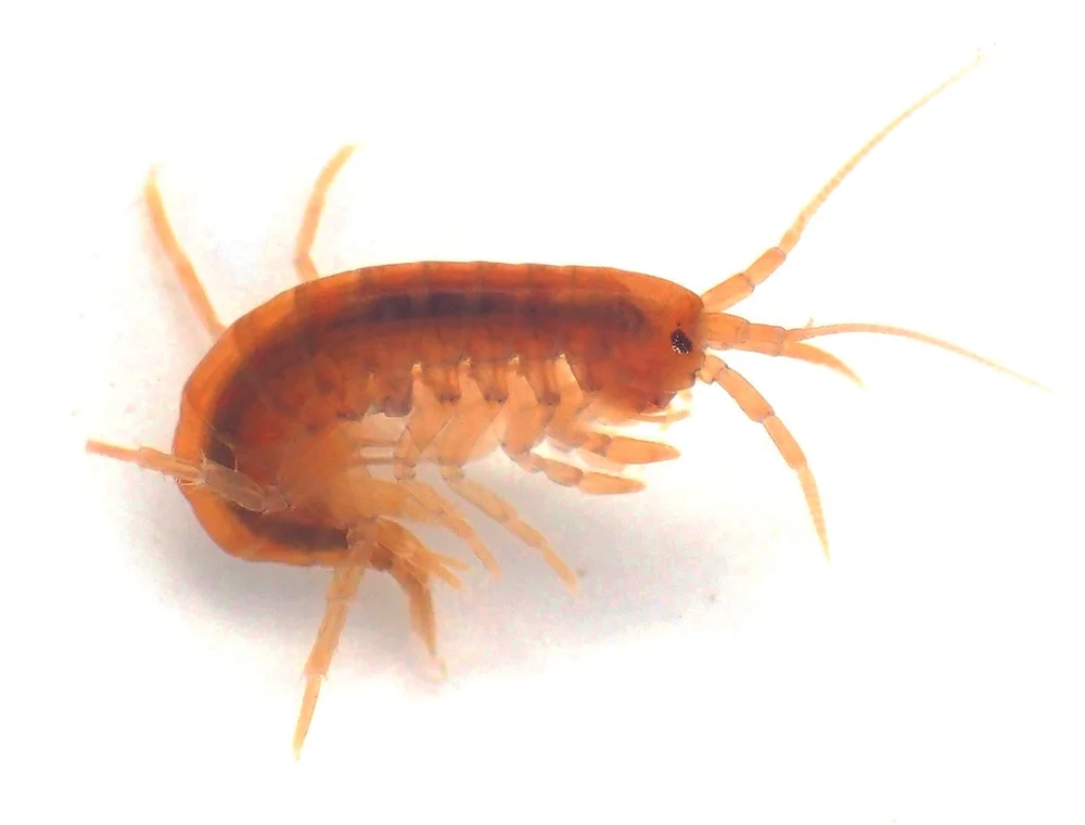 Other river invertebrates — The Riverfly Partnership