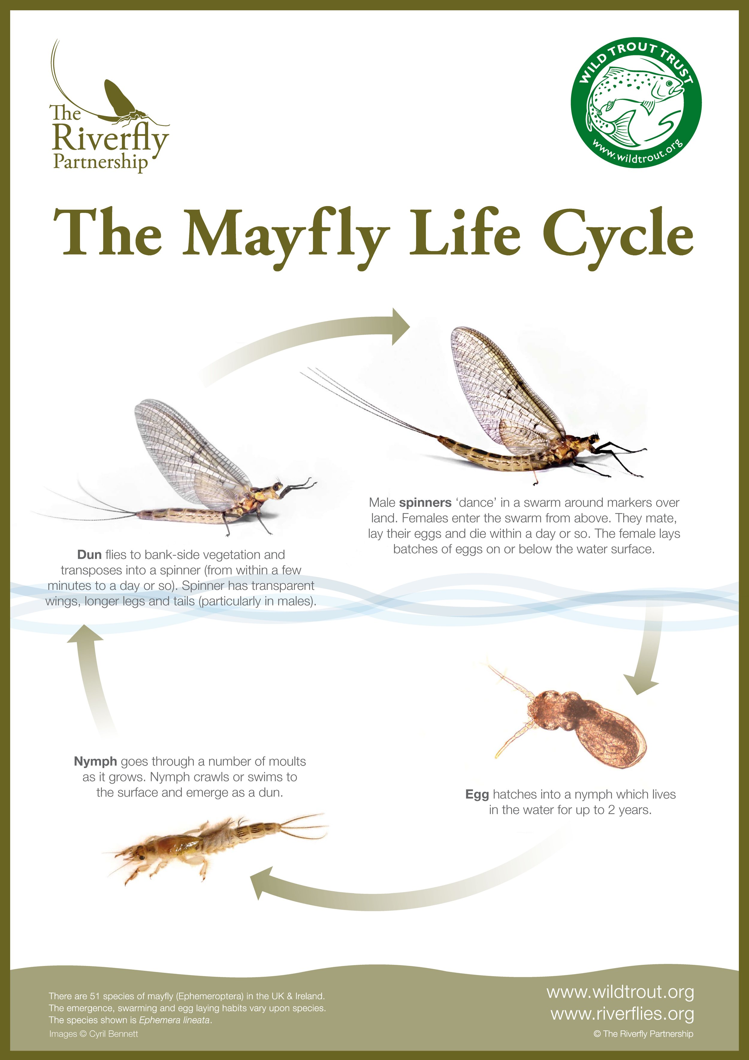 Print off Posters The Riverfly Partnership print-off-posters-the-riverfly-partnership