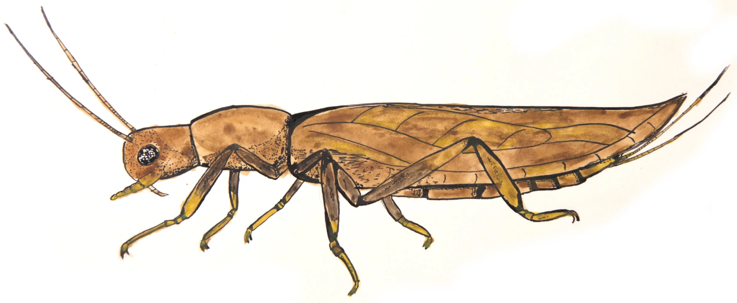 Recording Schemes — The Riverfly Partnership