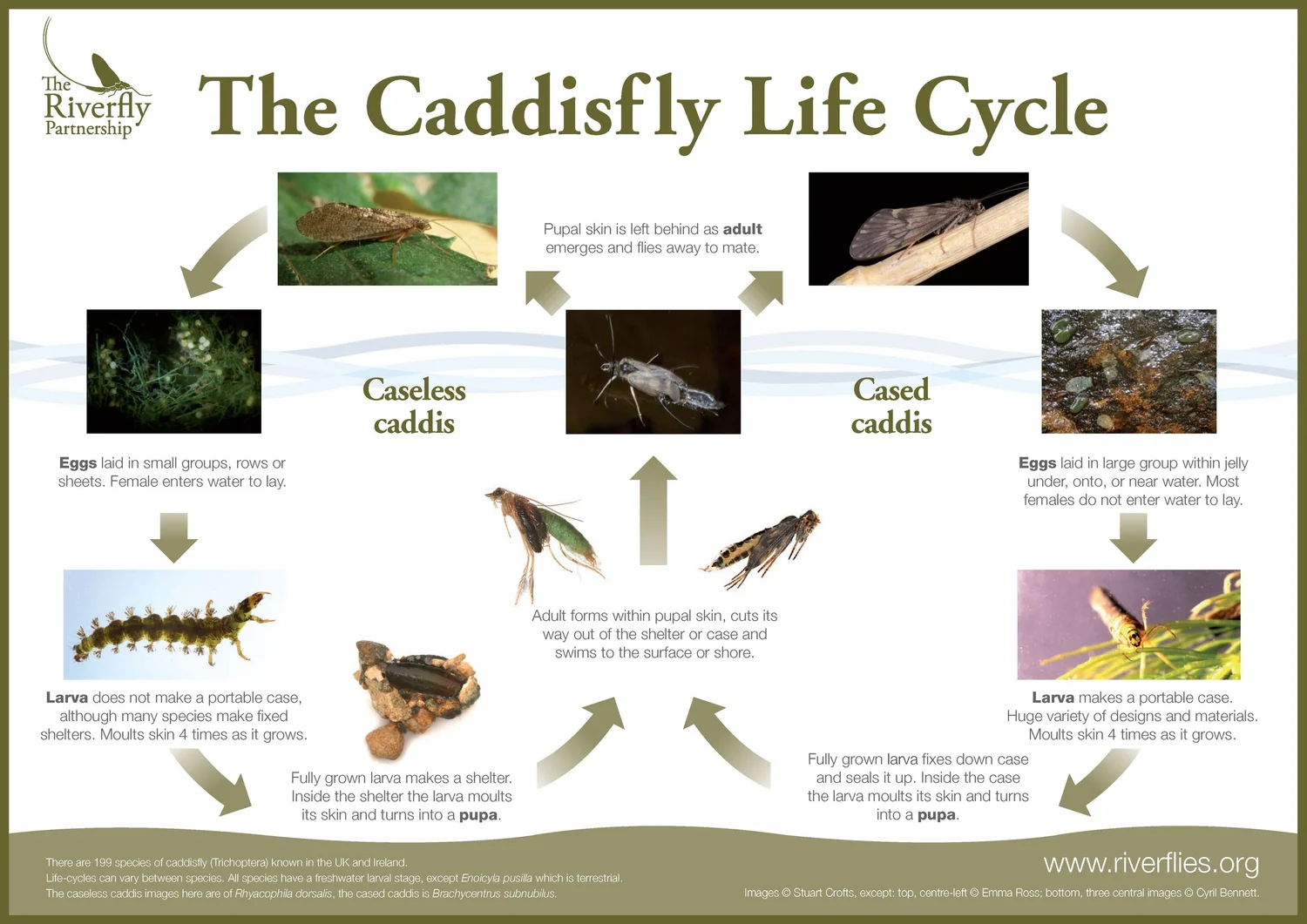 Printoff Posters — The Riverfly Partnership