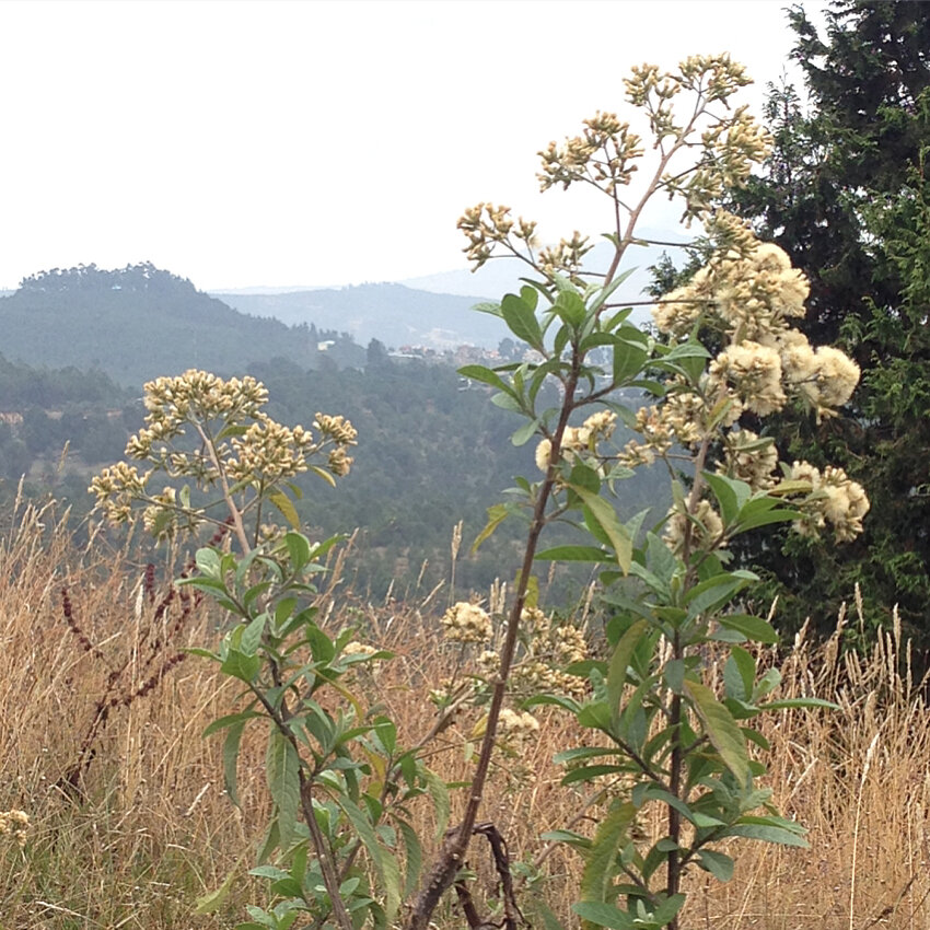 A breath of fresh air: Photos from a morning walk in the Gulele Botanic Gardens - An initiative of the Addis City Administration &amp; Addis Ababa University to protect endangered plants of Ethiopia's central plateaus &amp; to promote research and ed