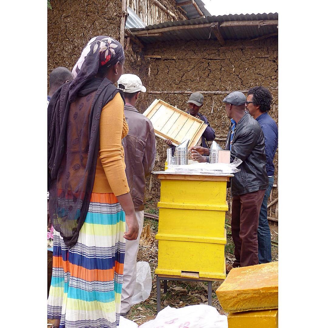 All abuzz in Fiche! The latest from our recent trip to Ethiopia on the blog now (link in bio)!
#medicinalherbgardens #ethiopia #biodiversity #beekeeping #livelihoods