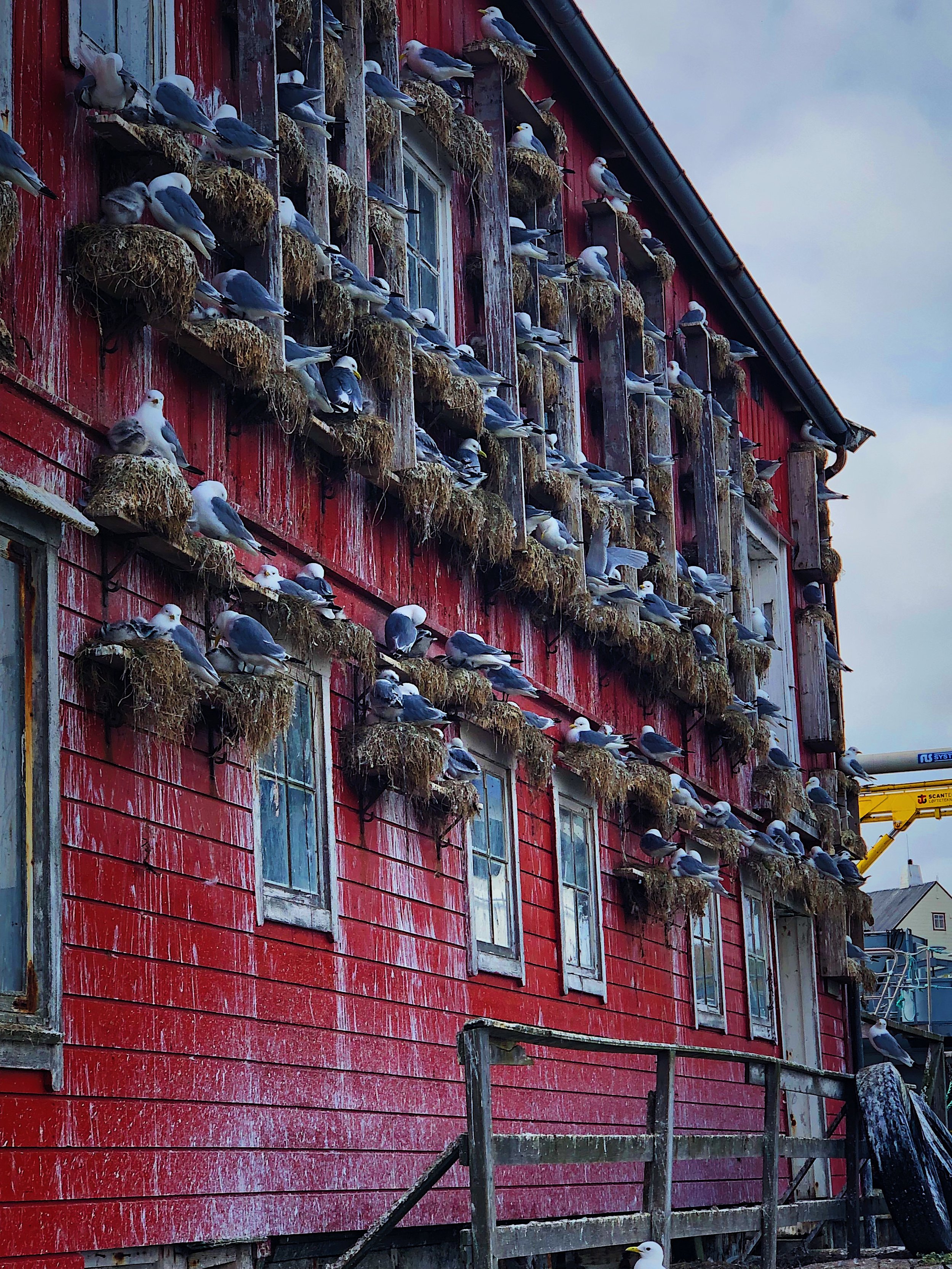 BF82B747-7780-45BE-908C-5ECD25155631 Eidsvaag Polaris bilder Eidsvaag Polaris bilder.jpeg