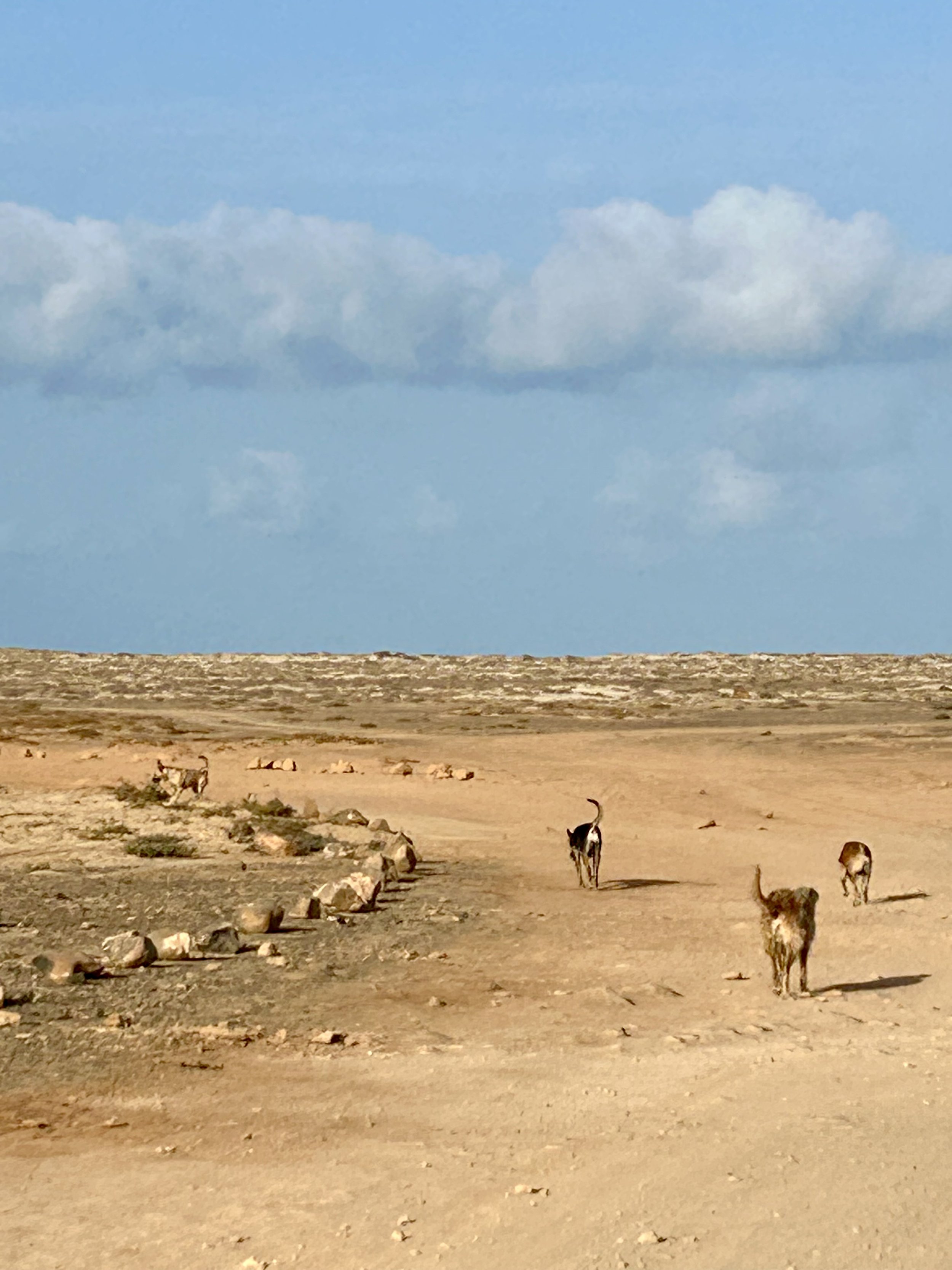 Drought desert landscape with a few scattered dogs walking on dry land. The background features a flat, barren terrain with a low horizon and cloudy sky.