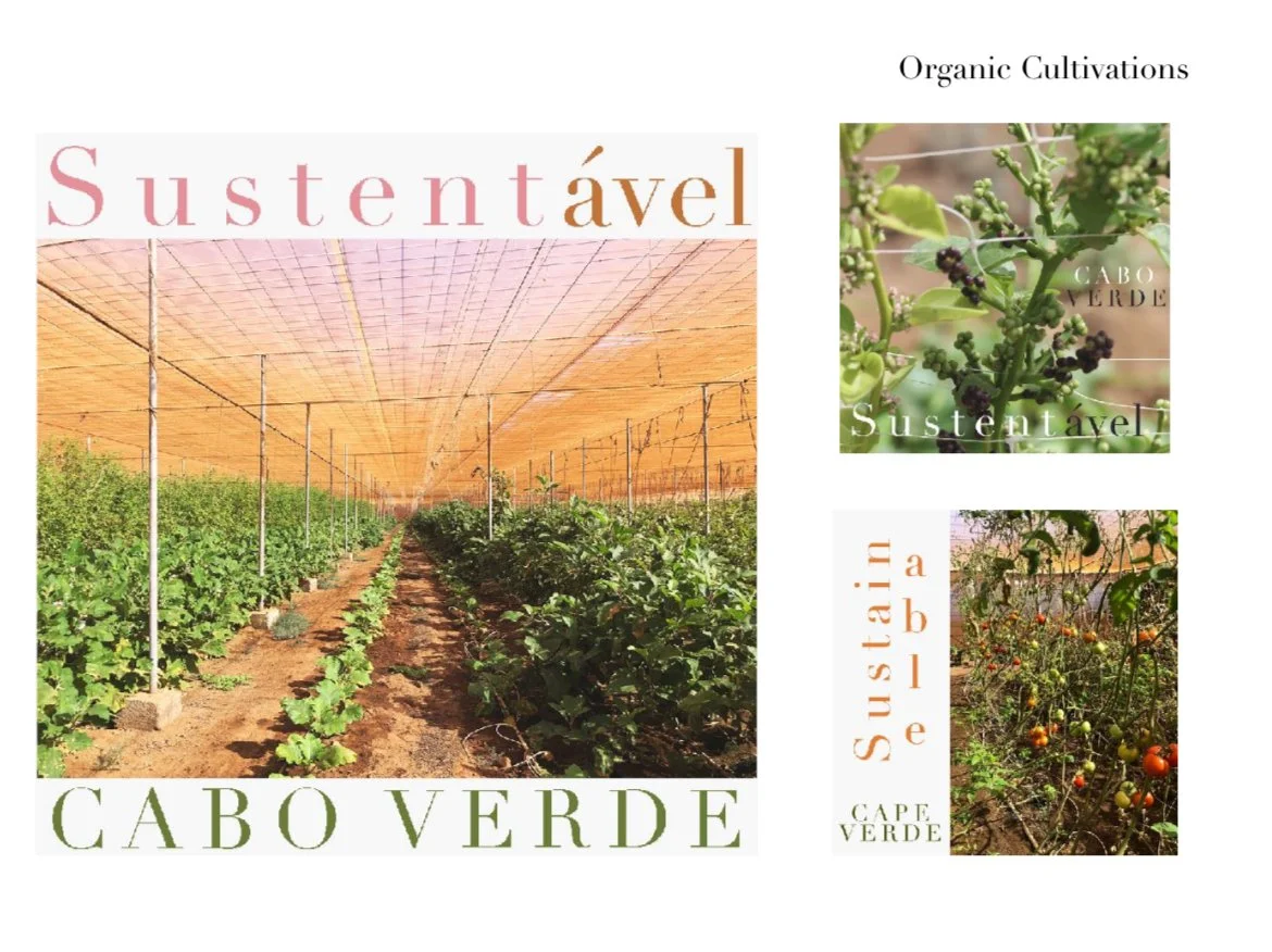 A collage of three photos showcasing organic farming in Cabo Verde, including a greenhouse with rows of green plants, a close-up of green leaves and berries, and a tomato plant with ripe and unripe tomatoes, all with overlay text related to sustainable agriculture in Cabo Verde.